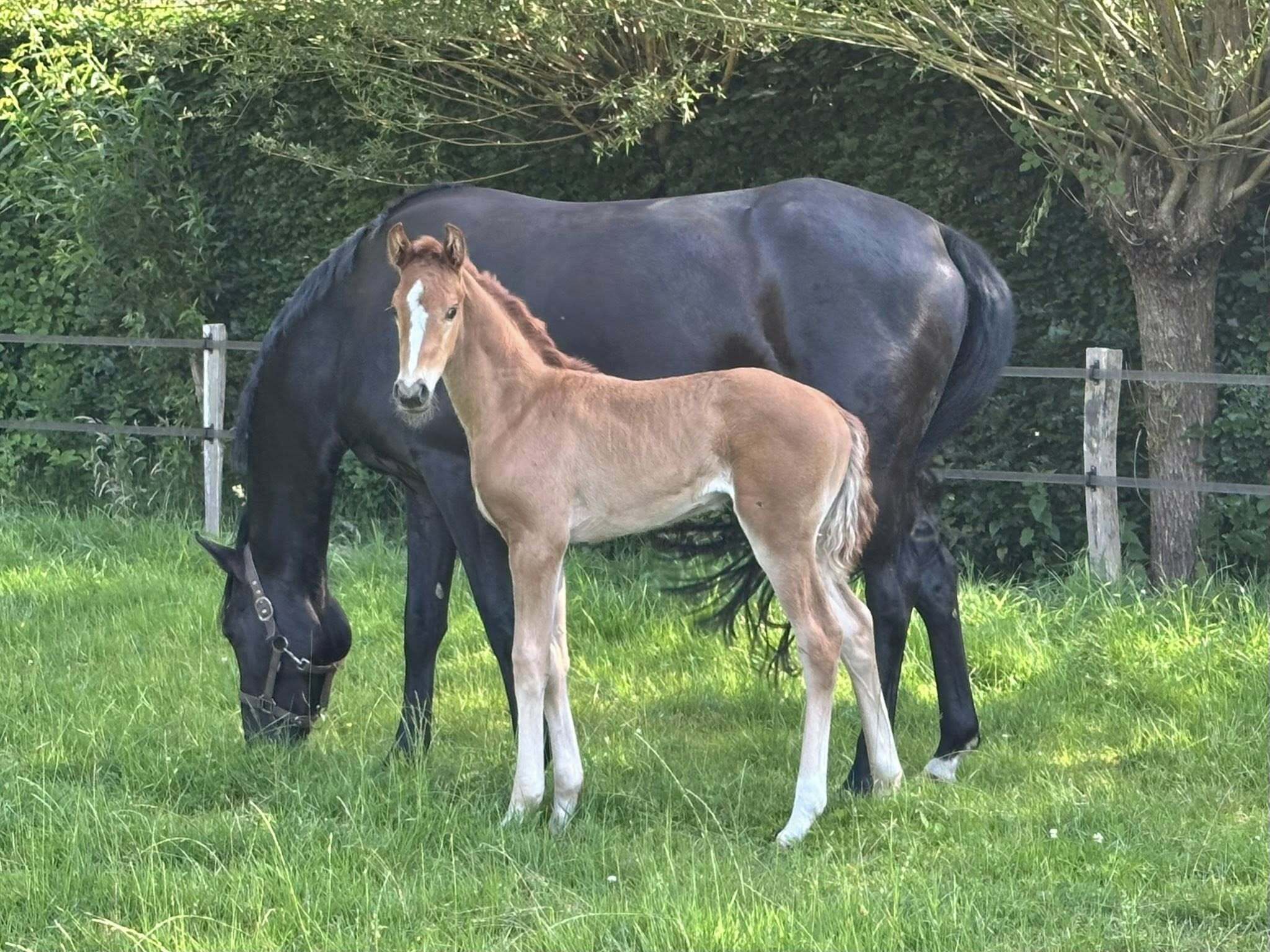Daxx x Fürst Romancier x Glamourdale PK Sporthorses