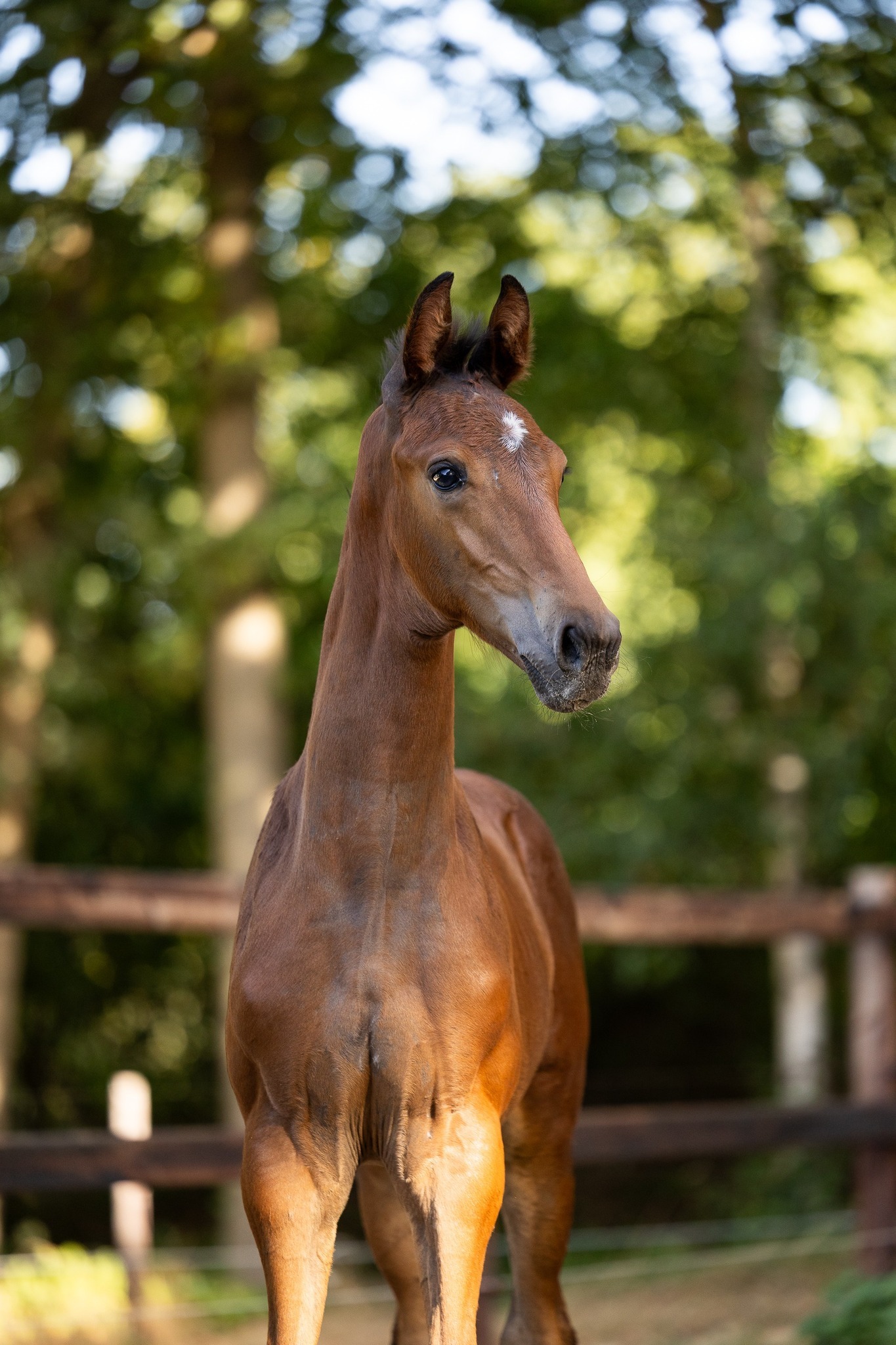 Daxx x Jazz x Caritas Hendrik Jan de Wolde 1