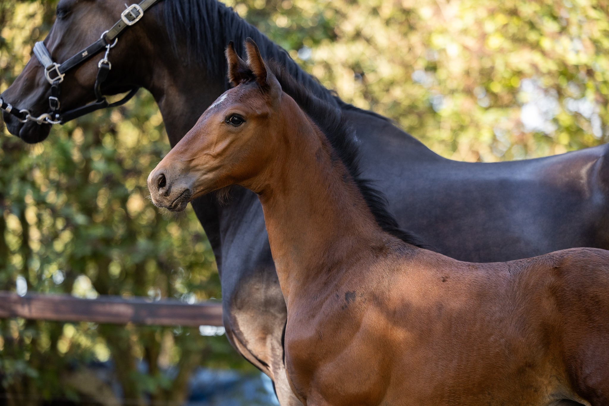 Daxx x Jazz x Caritas Hendrik Jan de Wolde 2