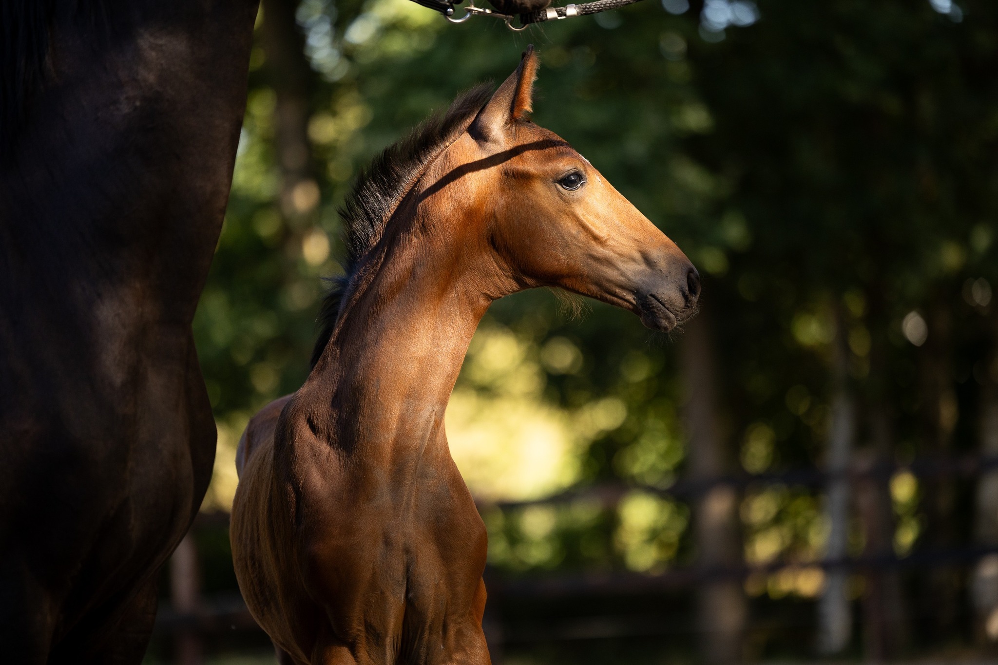 Daxx x Jazz x Caritas Hendrik Jan de Wolde