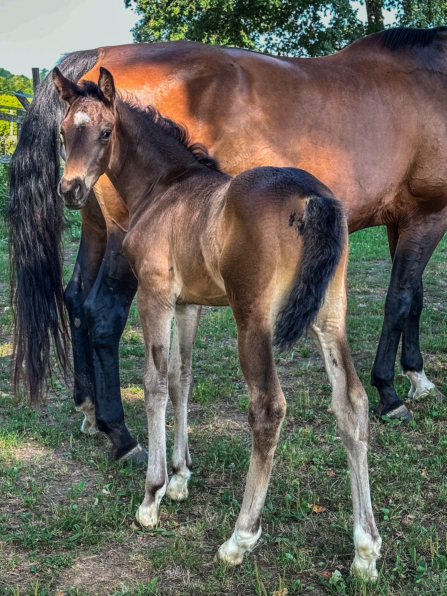 Fiji x Gribaldi x San Remo Emma Pstr 1