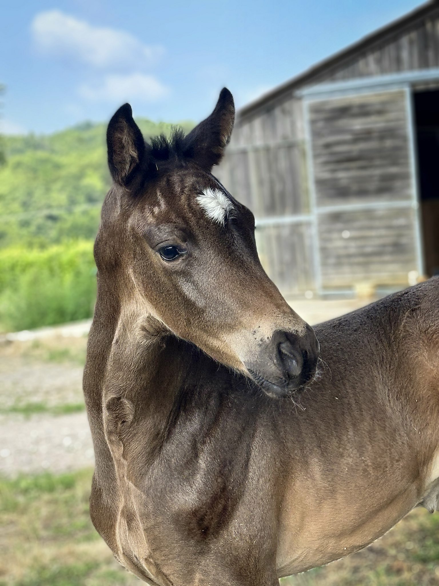 Fiji x Gribaldi x San Remo Emma Pstr