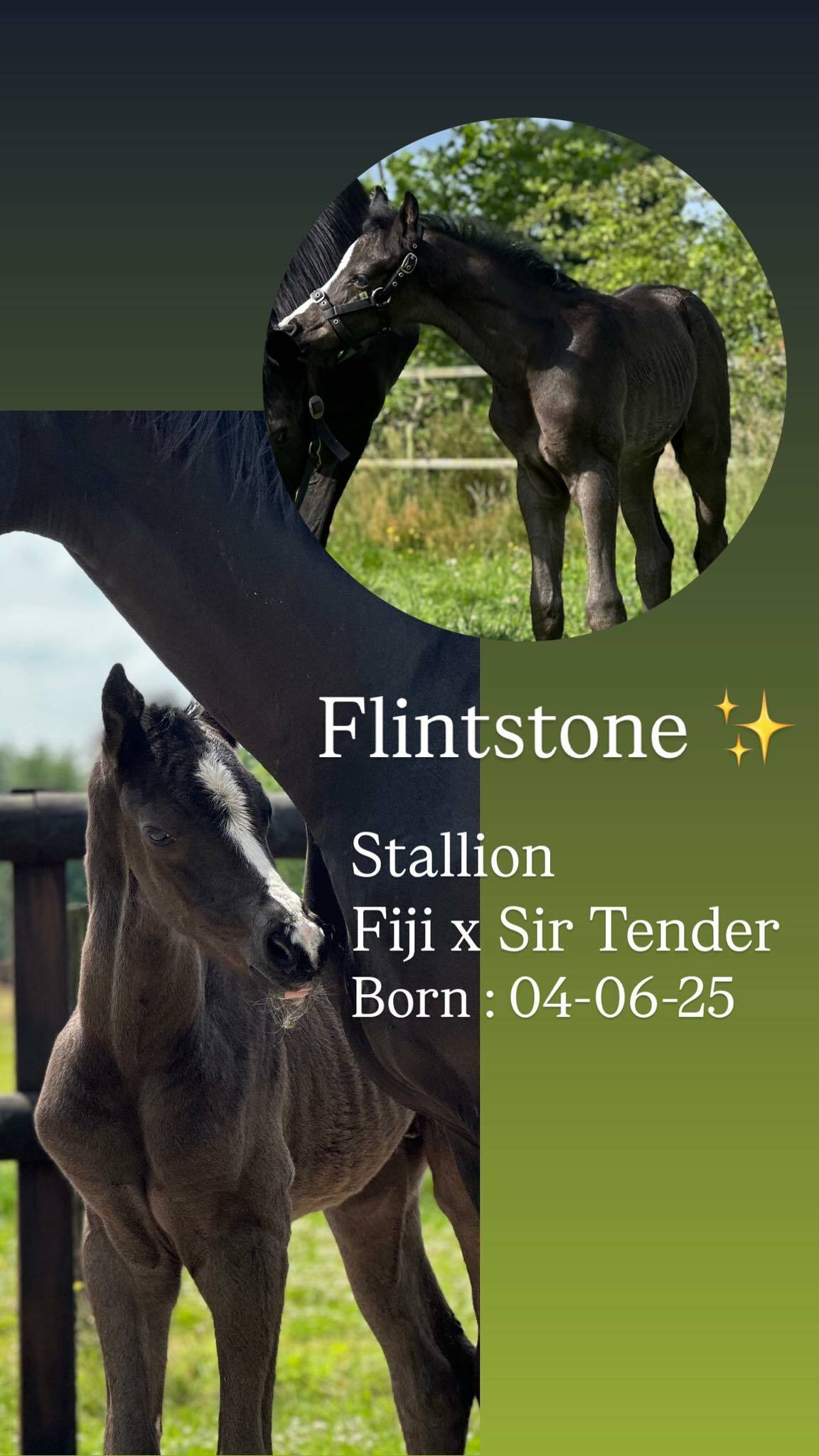 Fiji x Sir Tender Lynn Hilferink
