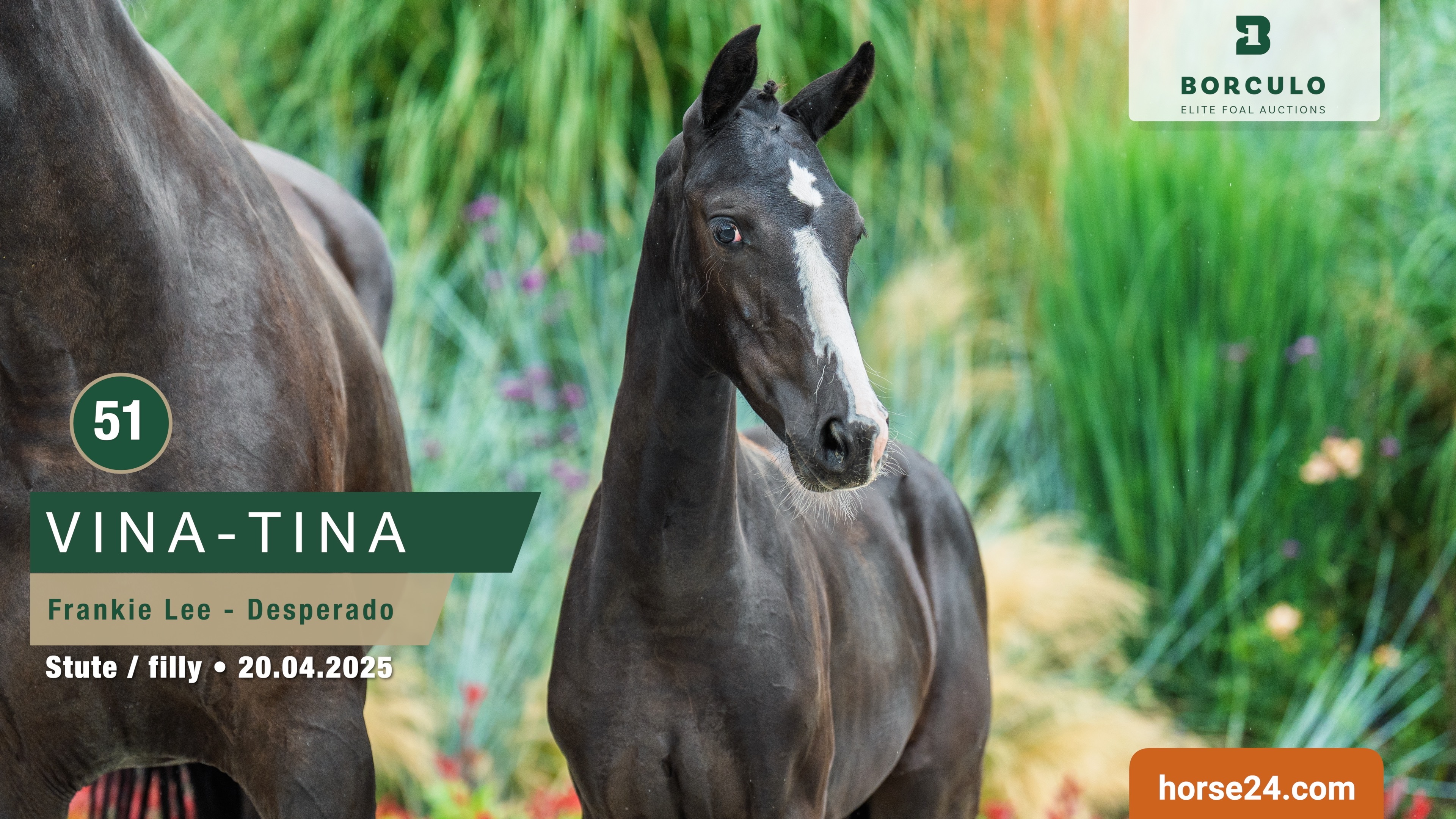 Frankie Lee x Desperado M A van de Goor 1