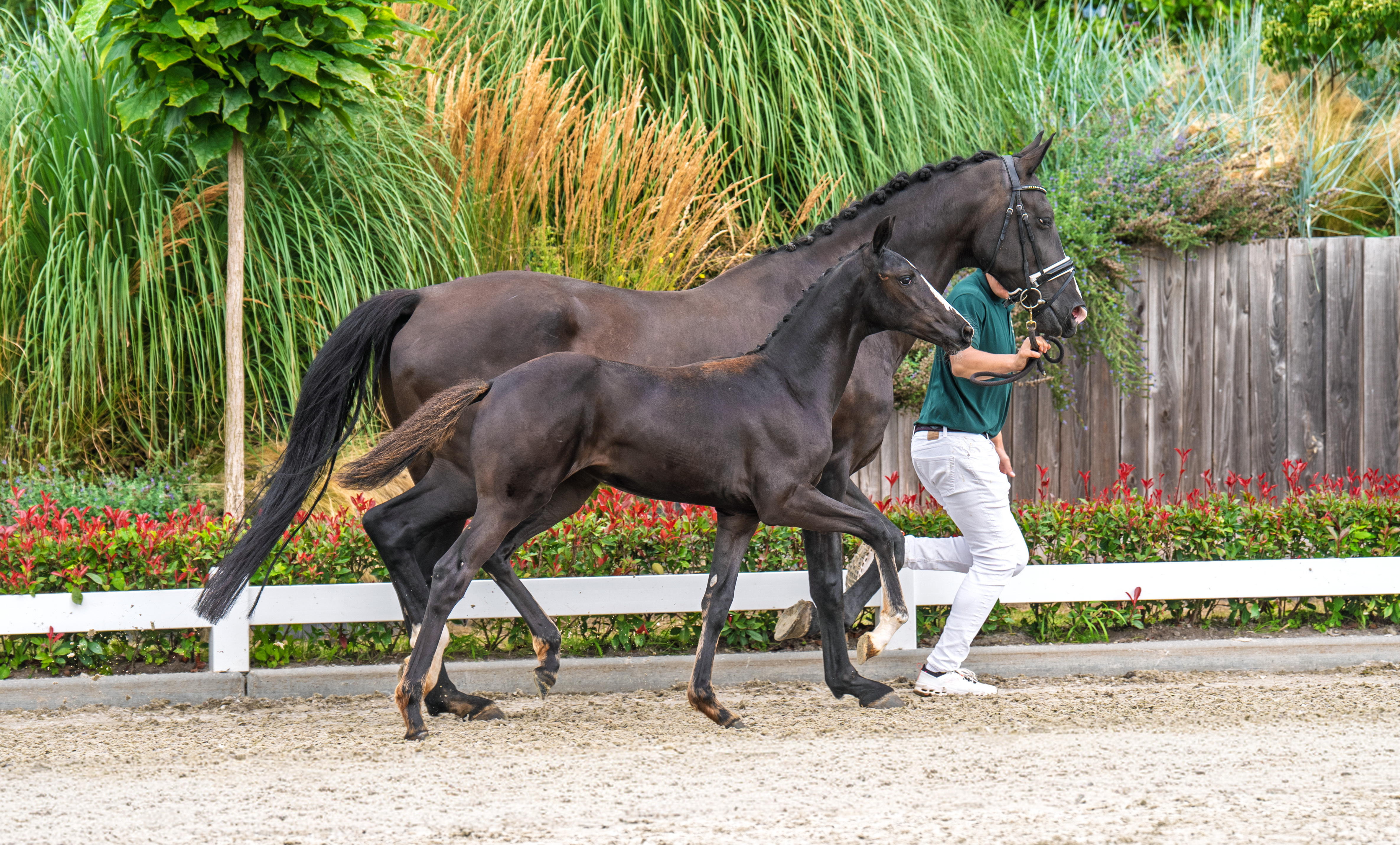 Frankie Lee x Desperado M A van de Goor 2