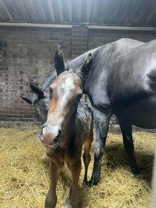 Frankie Lee x Uphill x Krack C Angelique van Dijk