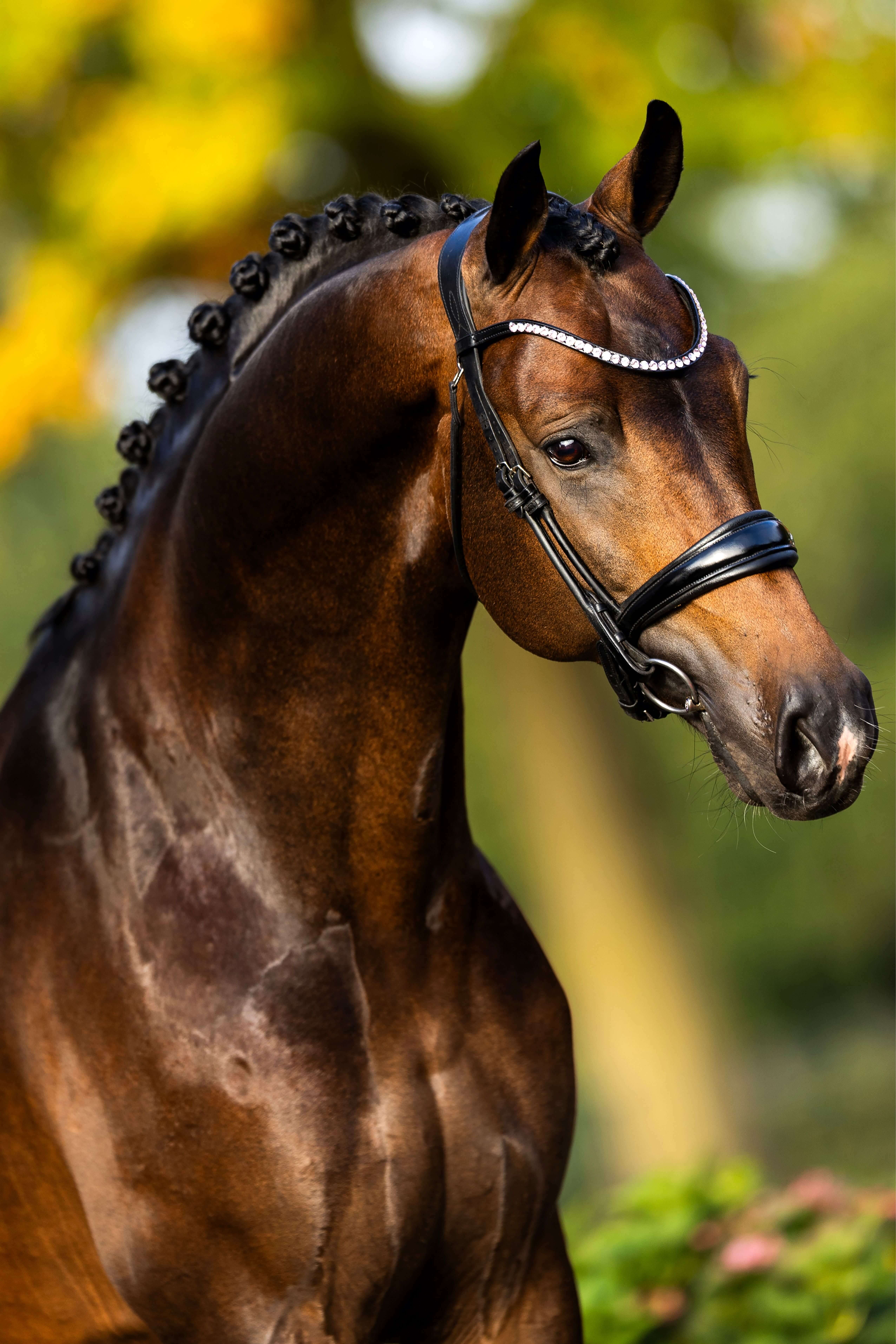 Ontwerp zonder titel 17 1