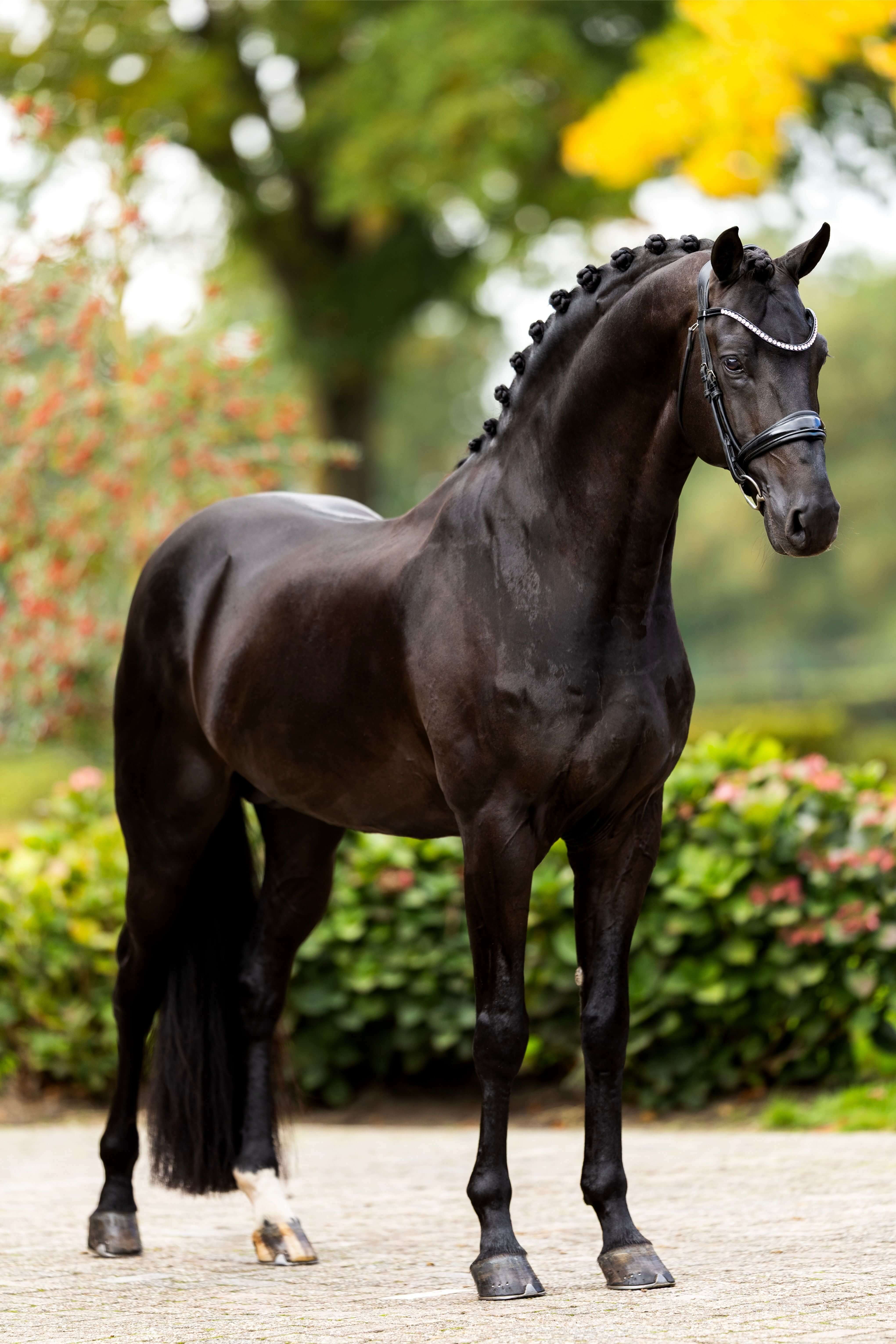 Ontwerp zonder titel 31 1