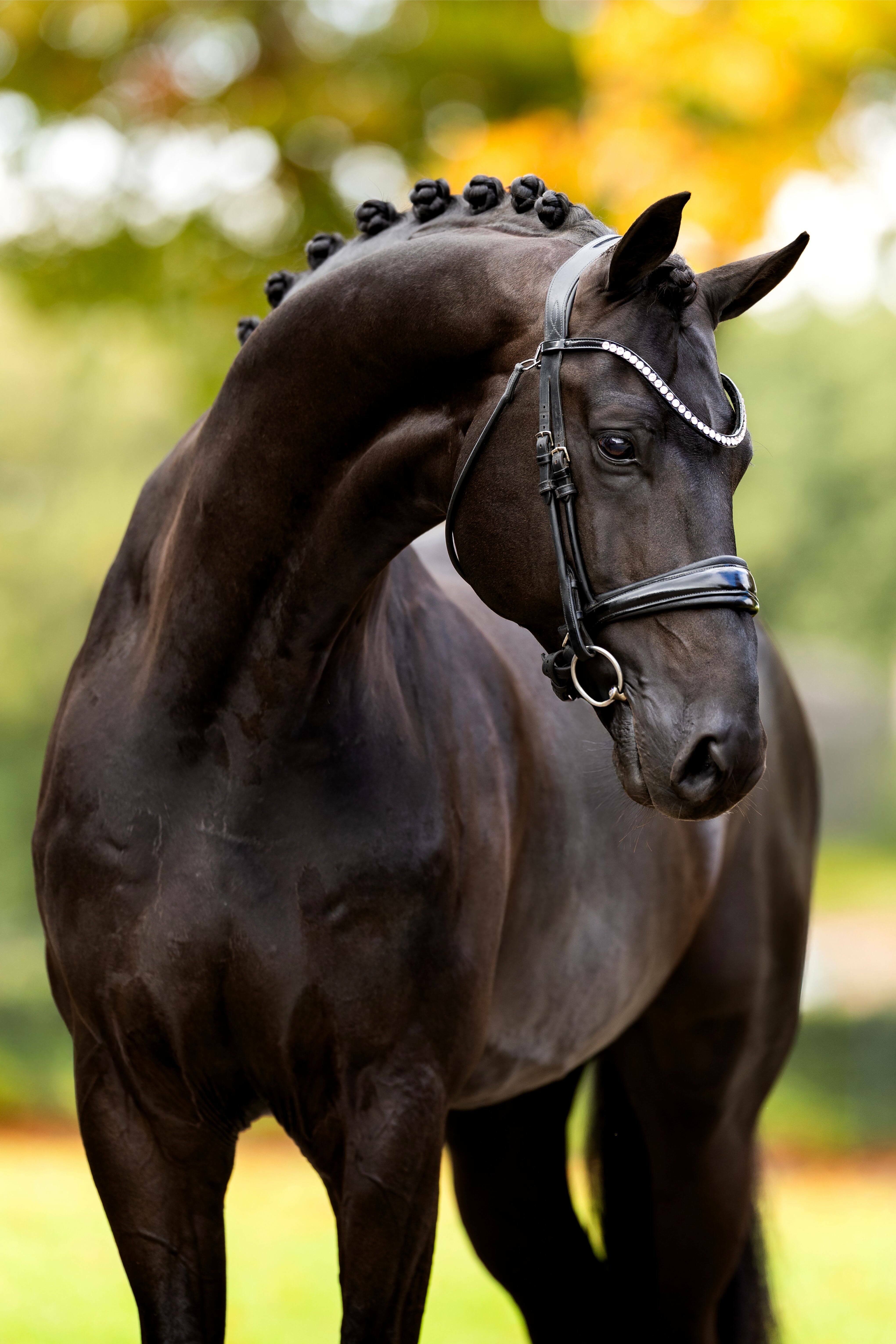 Ontwerp zonder titel 32 1