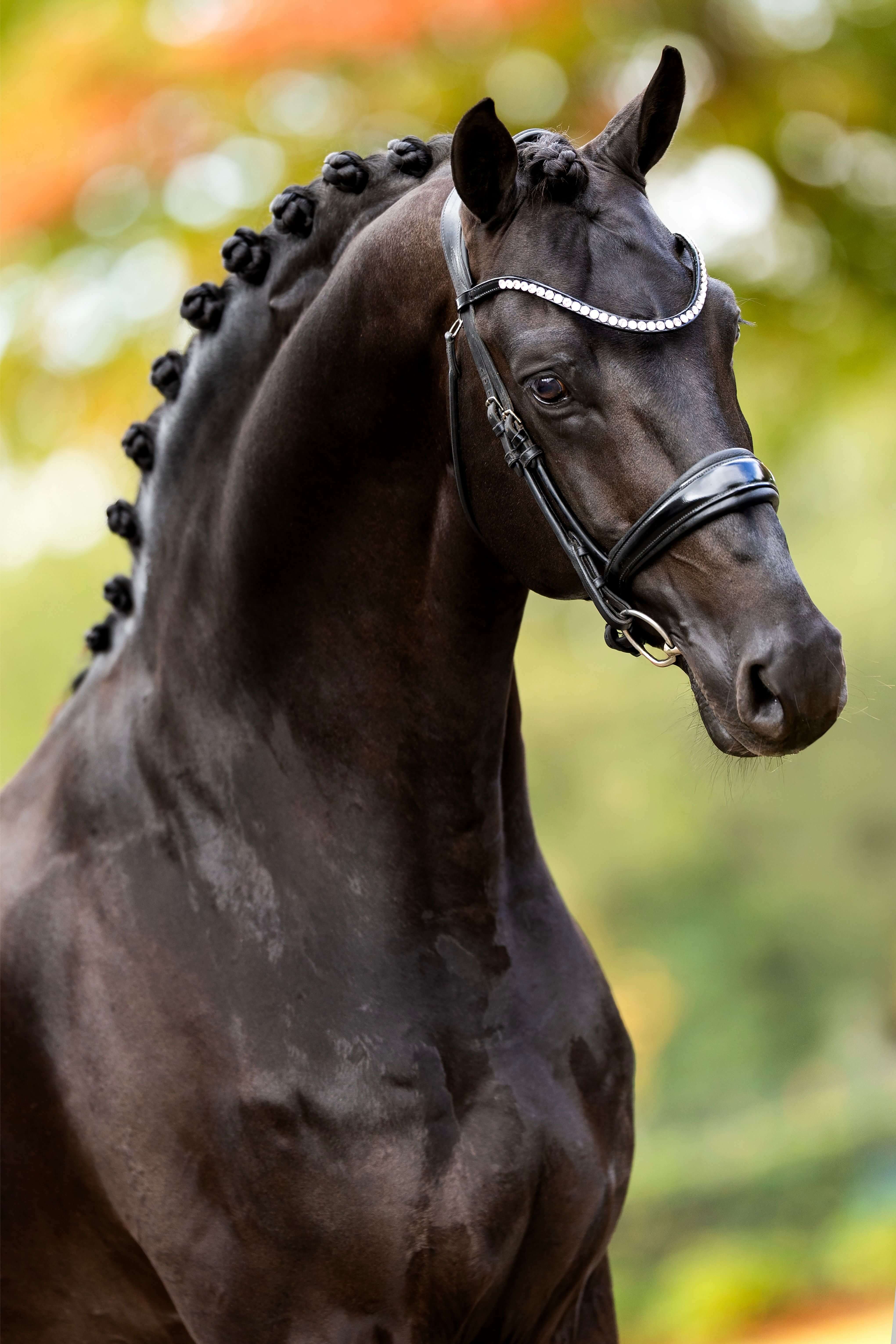 Ontwerp zonder titel 33 1