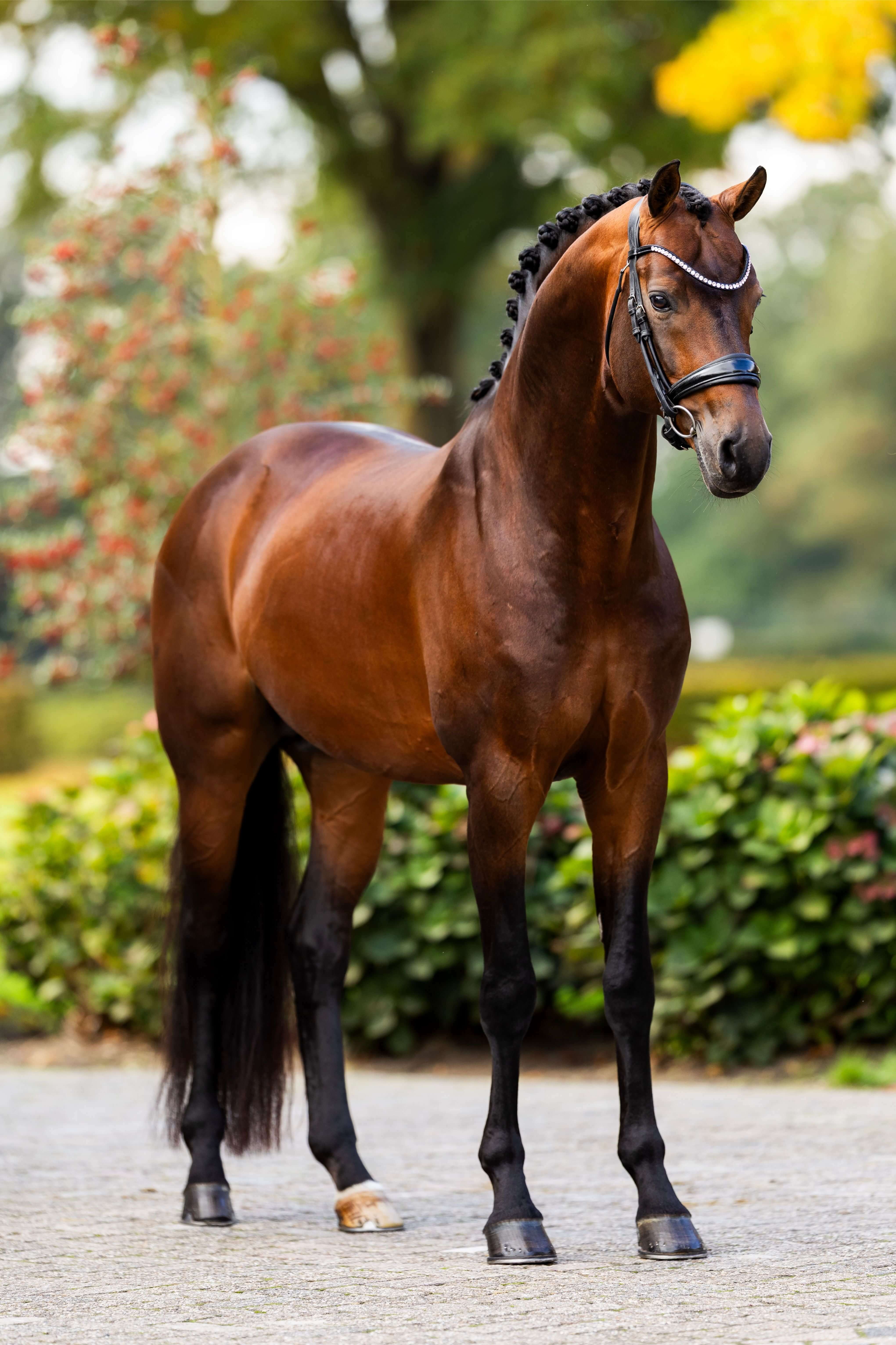 Ontwerp zonder titel 40 1