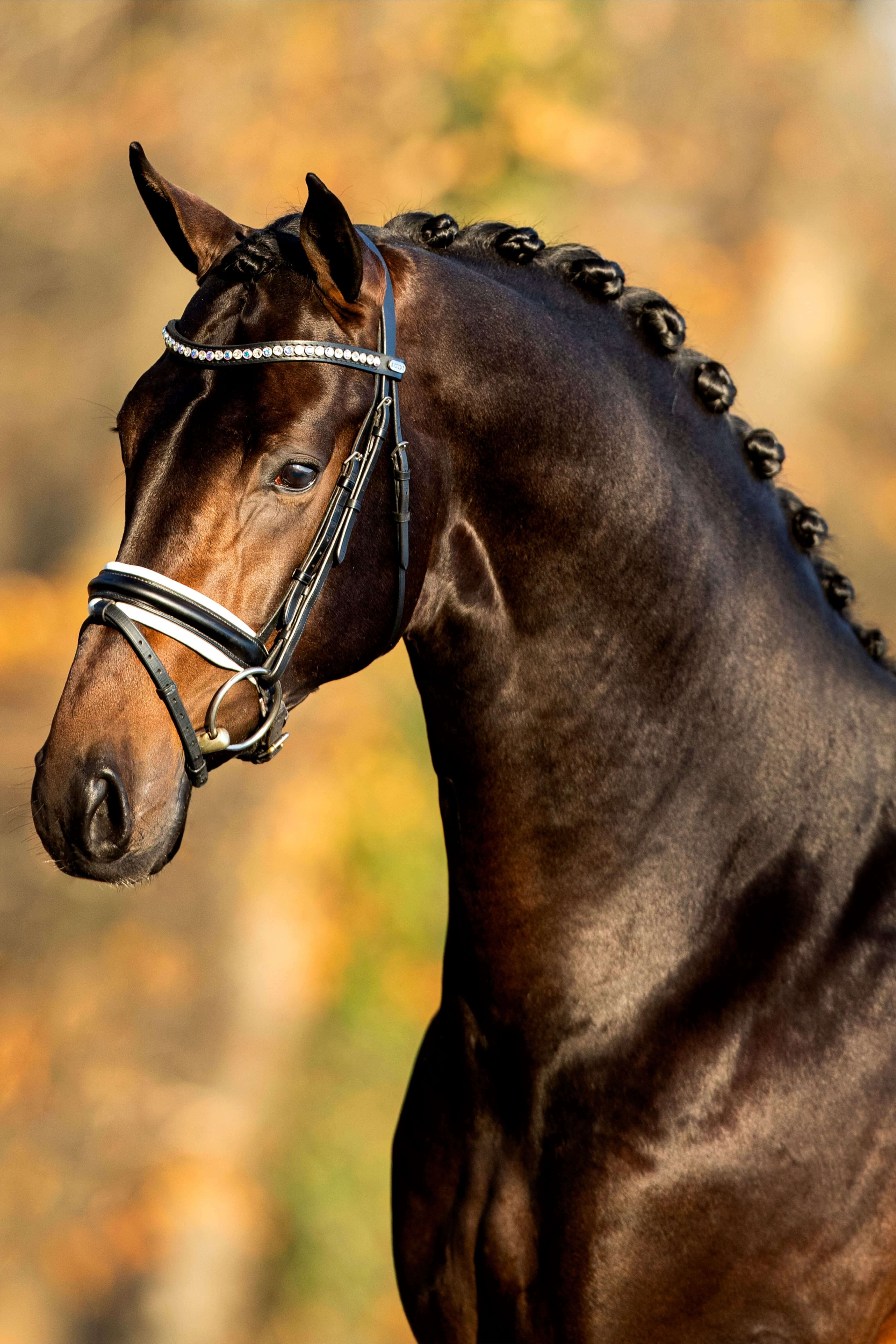 Ontwerp zonder titel 42 1