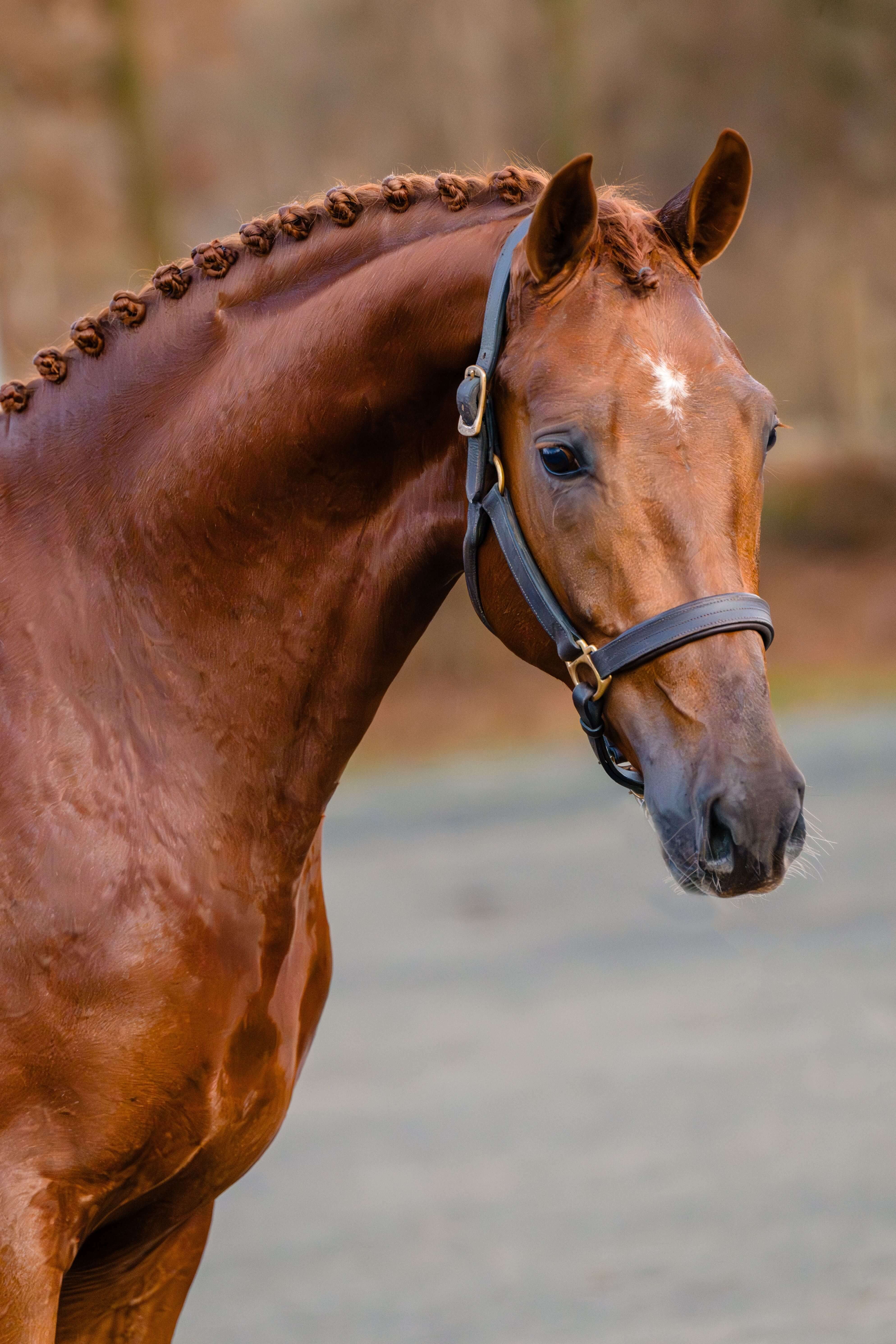 Ontwerp zonder titel 48 1