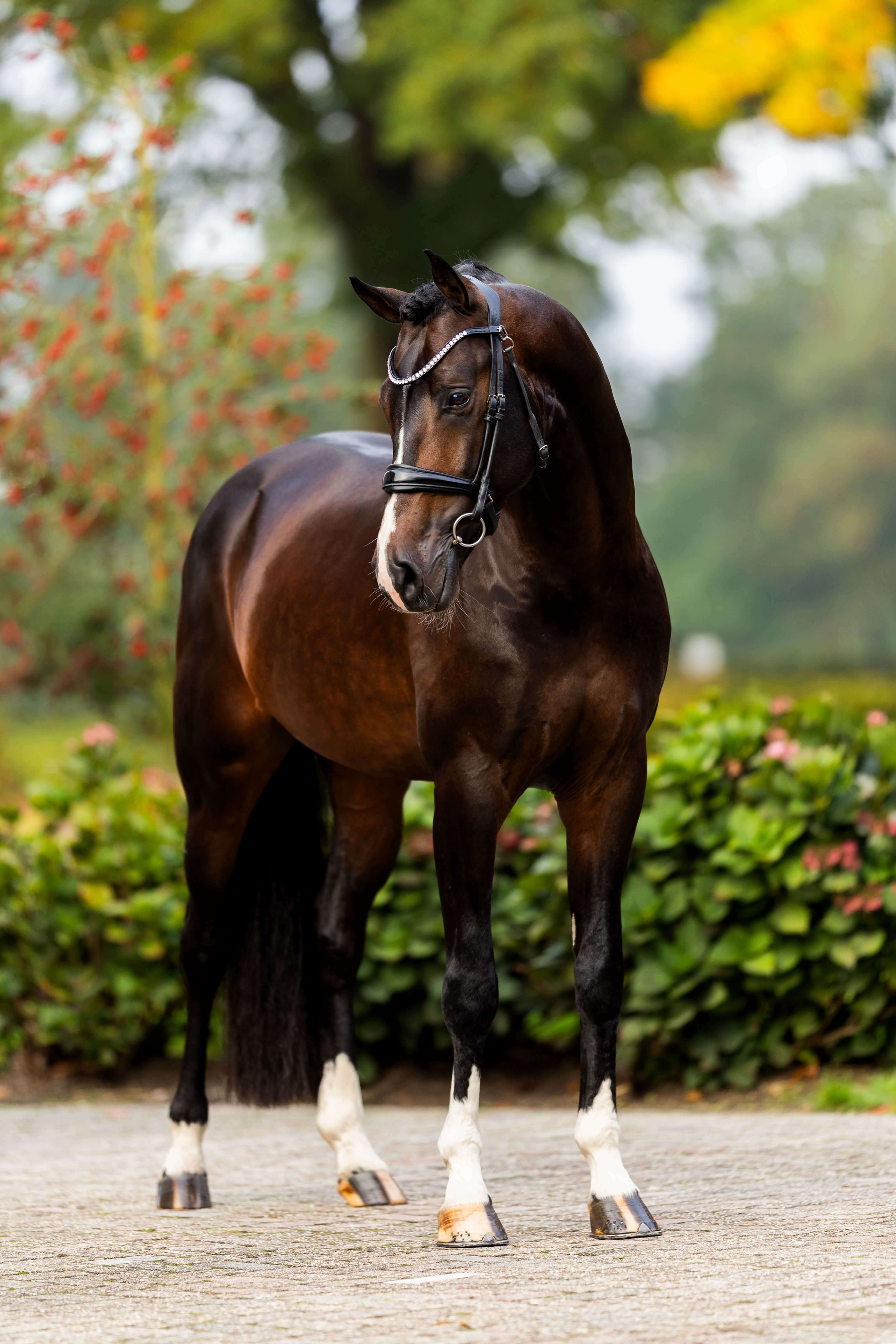 Ontwerp zonder titel 49 1