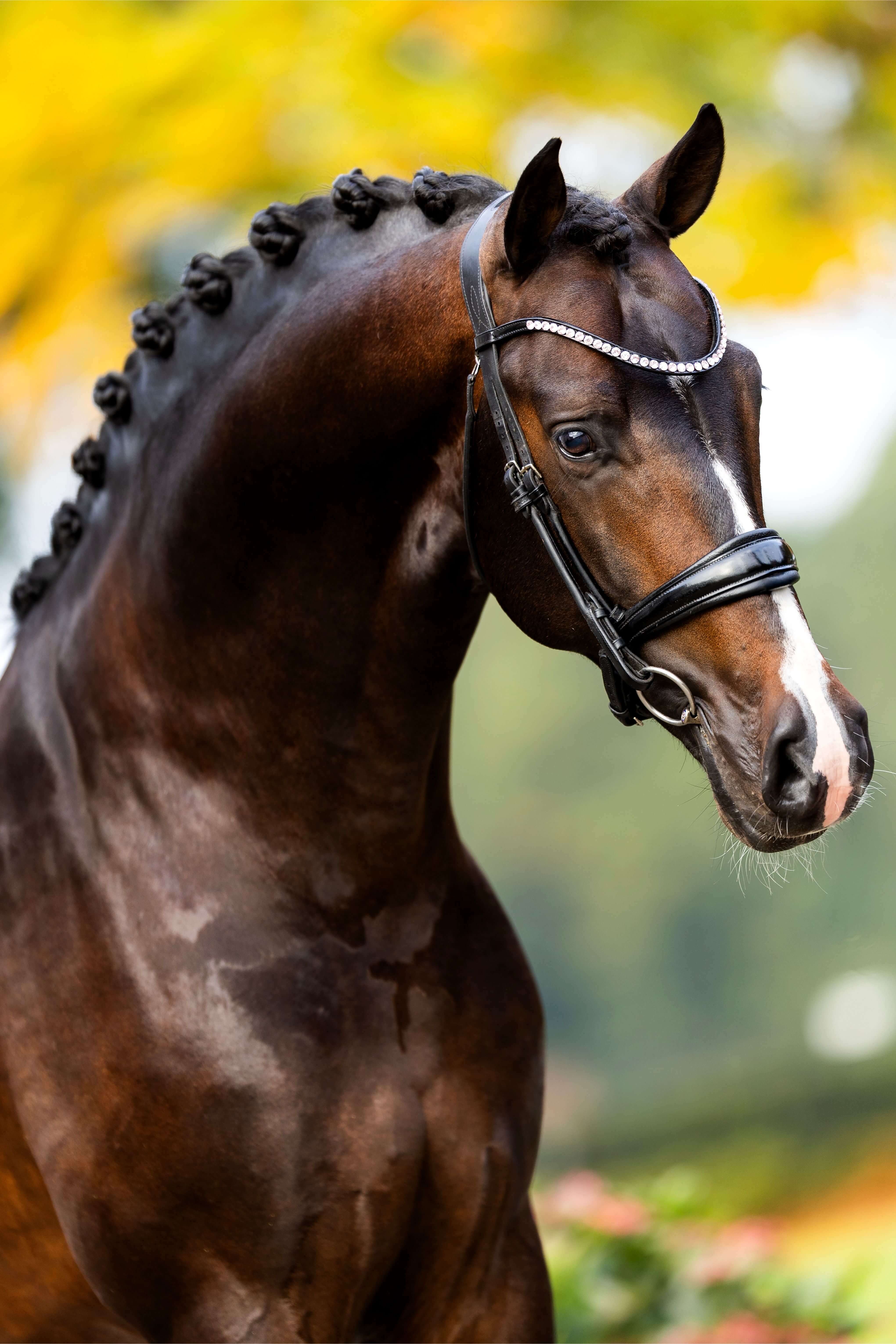 Ontwerp zonder titel 51 1