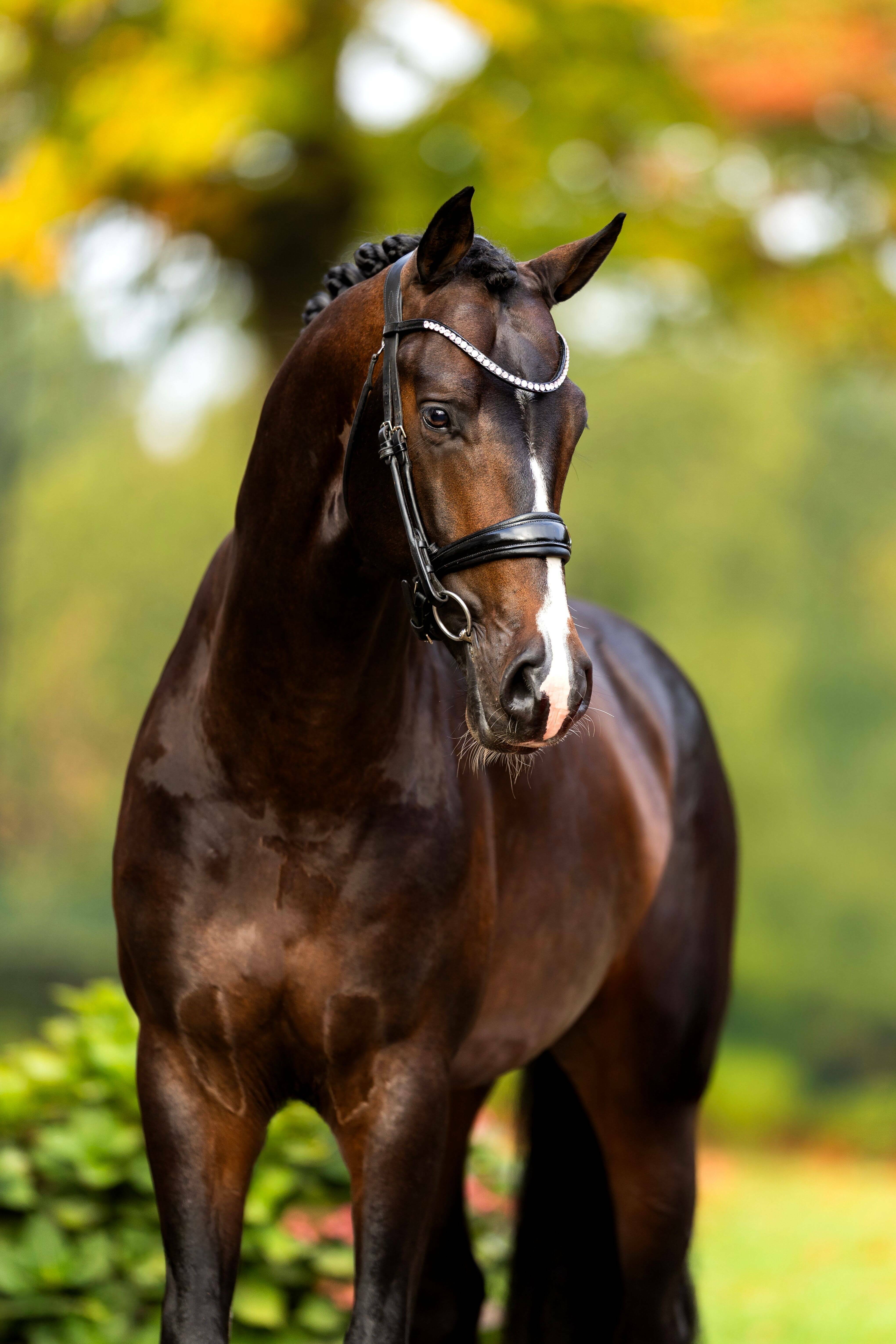 Ontwerp zonder titel 52 1