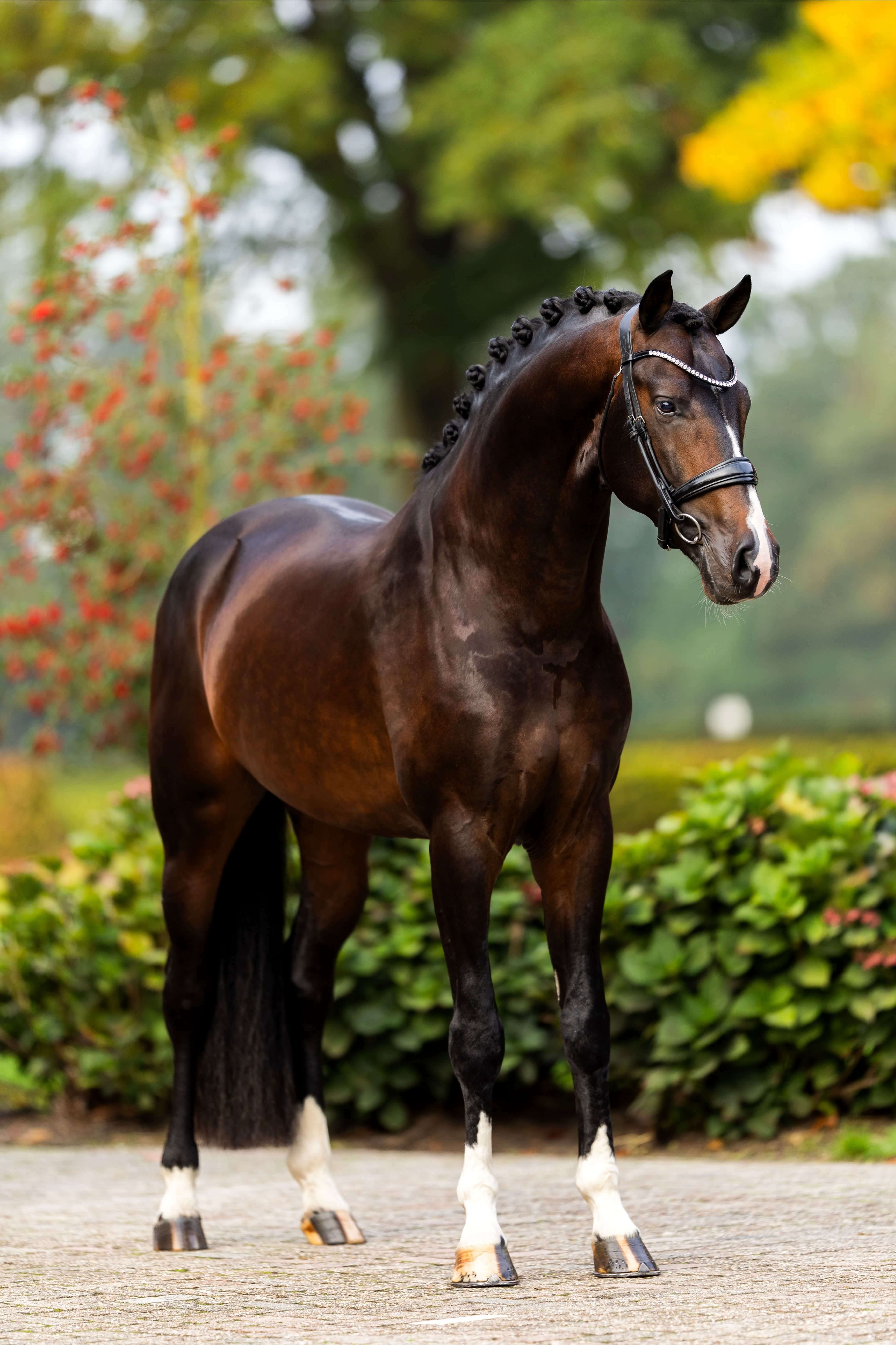 Ontwerp zonder titel 53 1