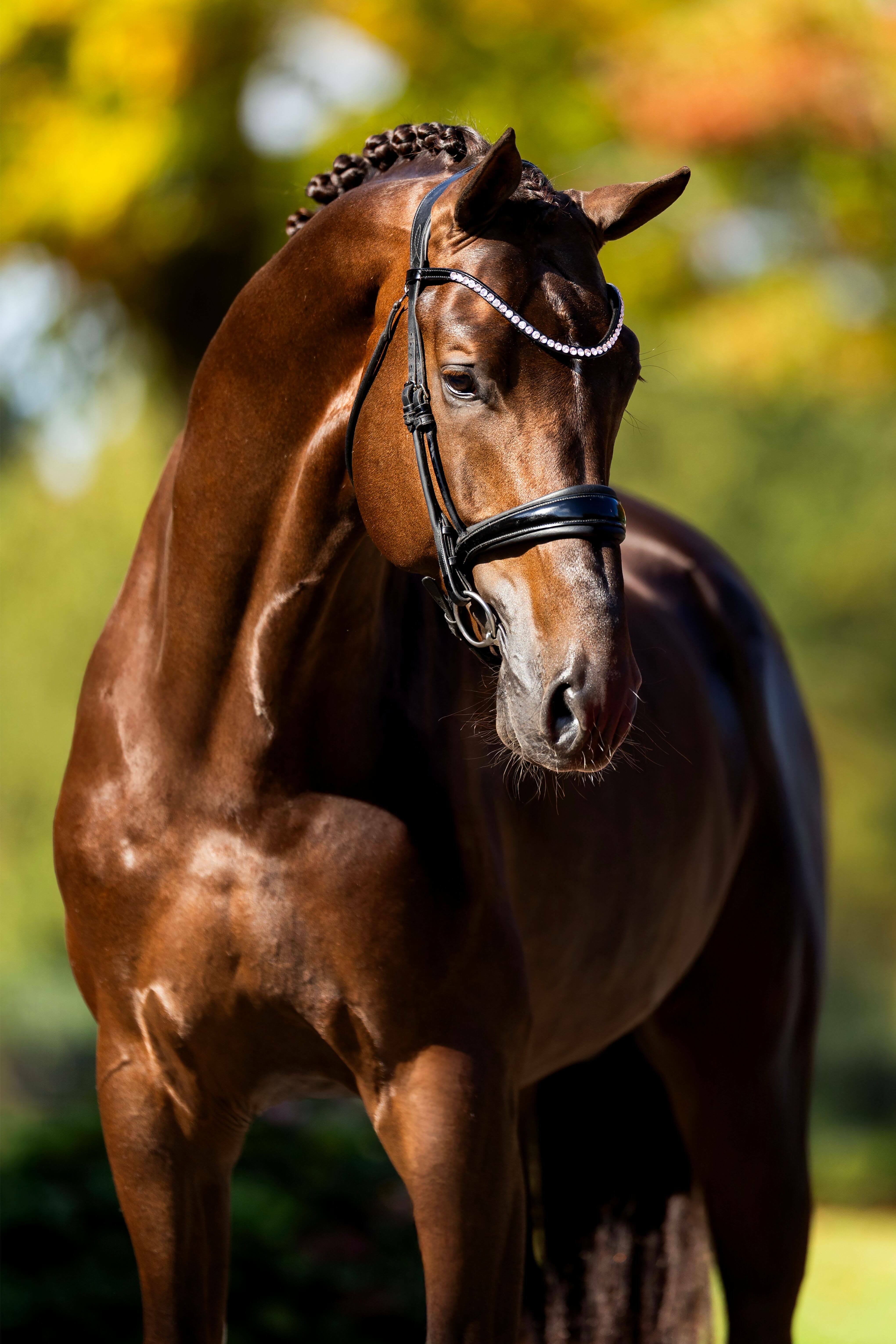 Ontwerp zonder titel 58 1