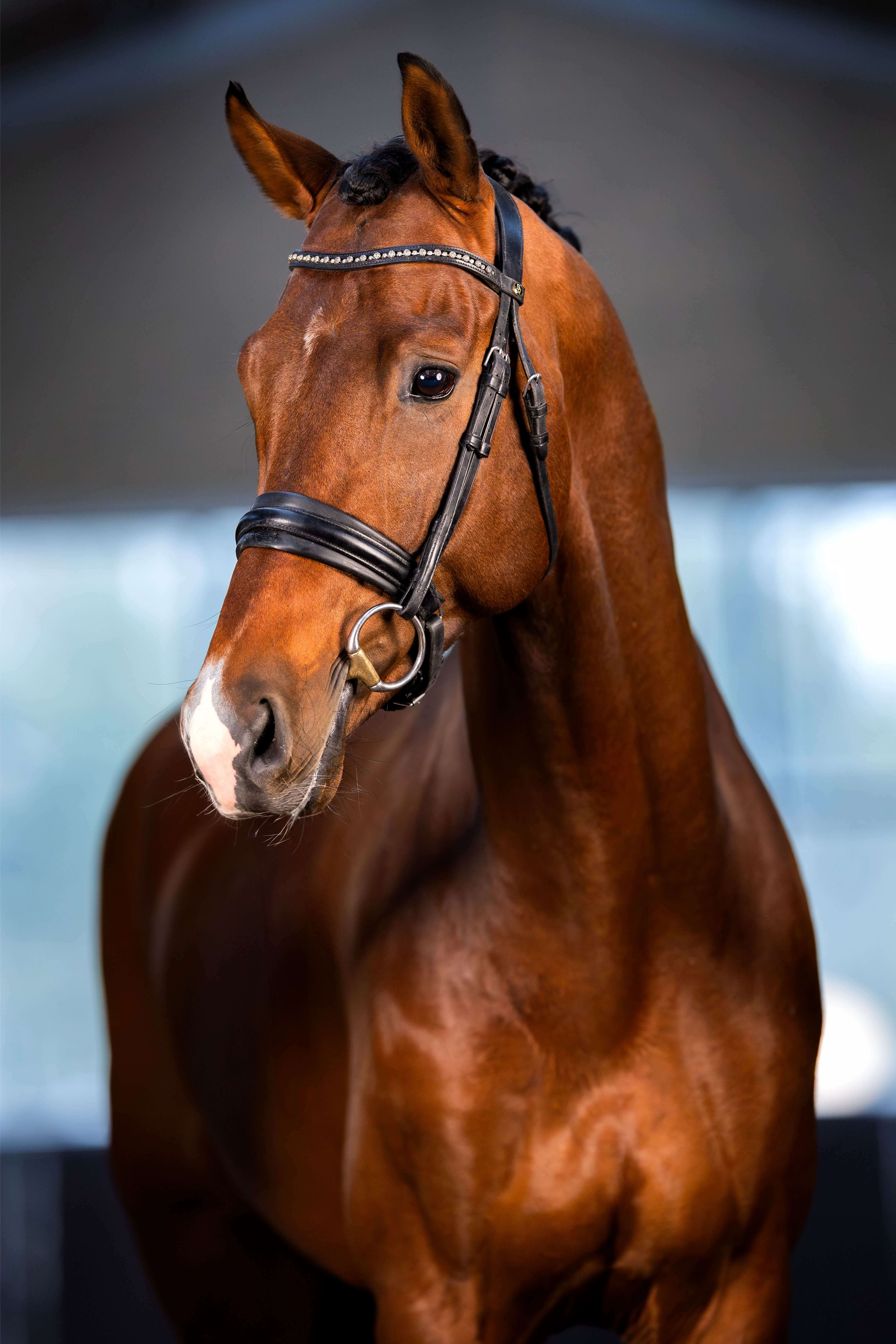 Ontwerp zonder titel 79 1