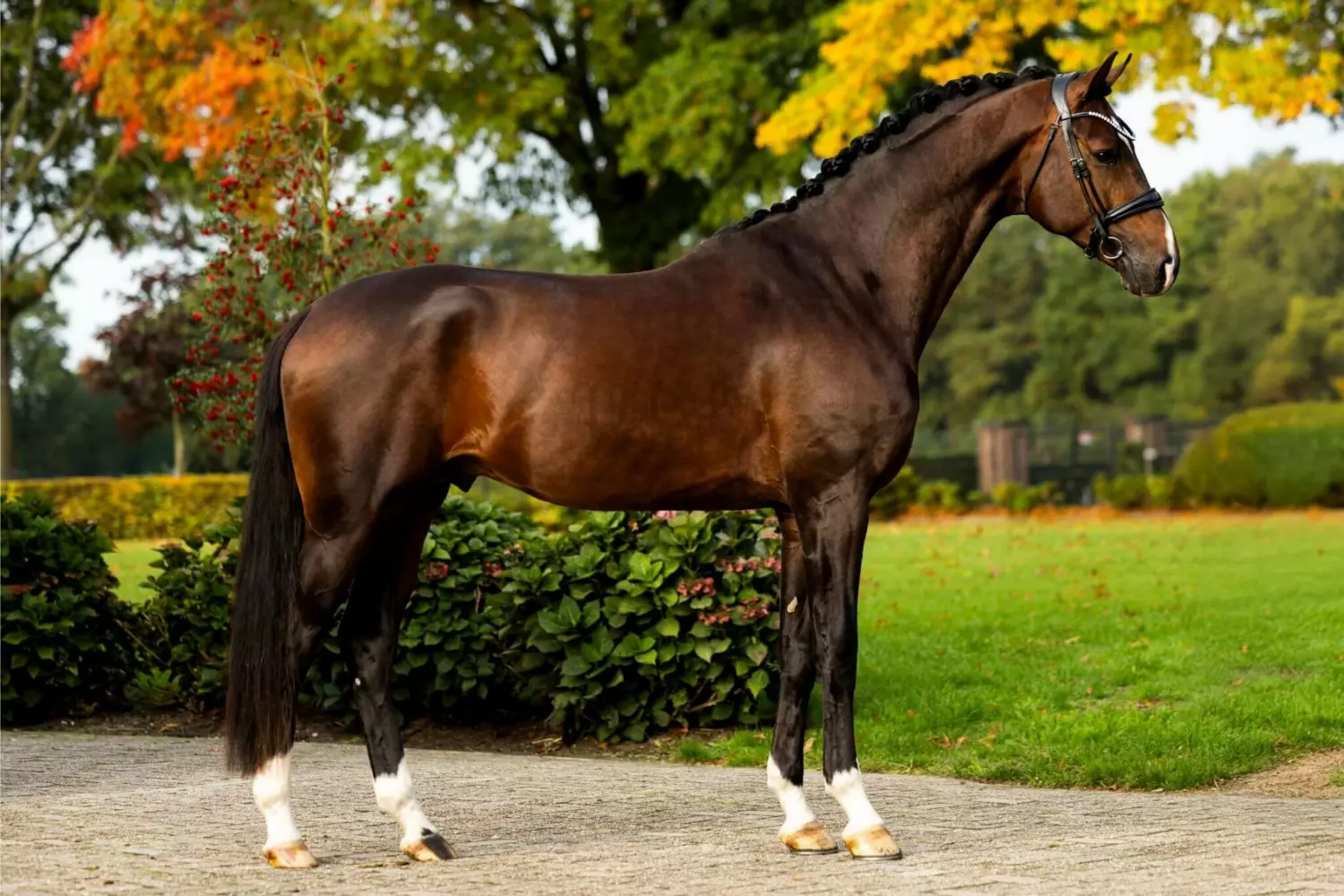 Ontwerp zonder titel 1