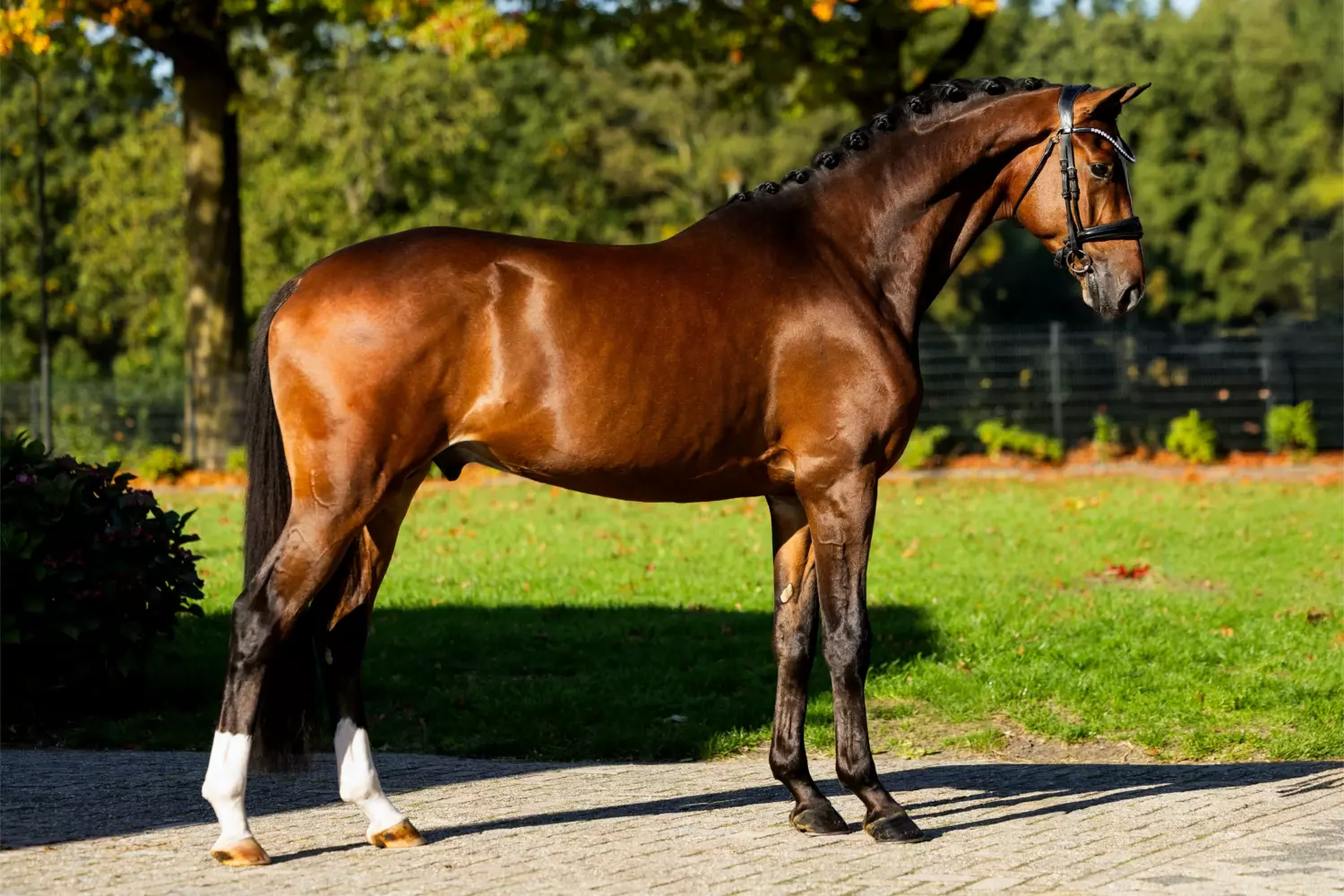 Ontwerp zonder titel 25 1