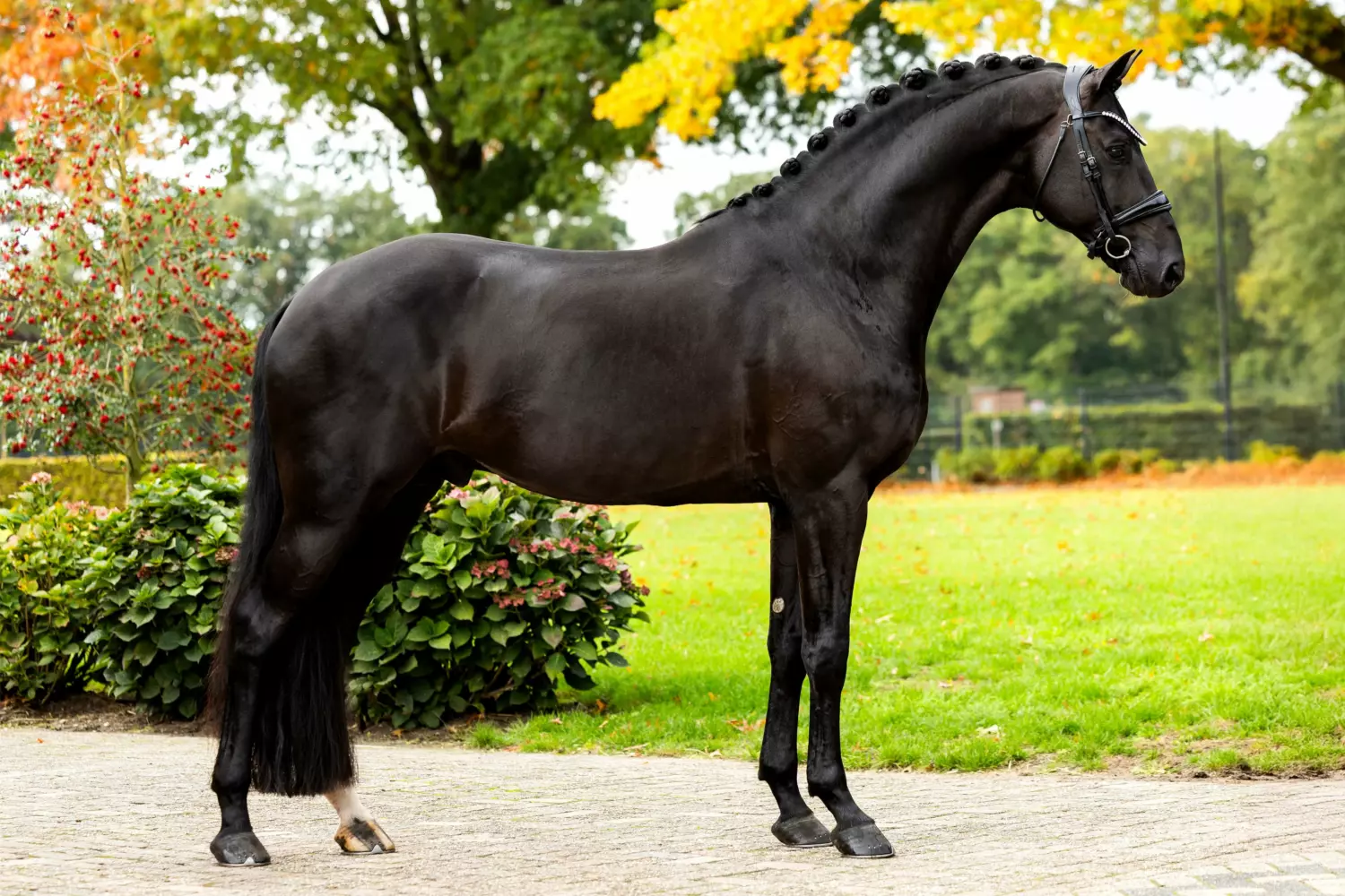 Ontwerp zonder titel 30 1