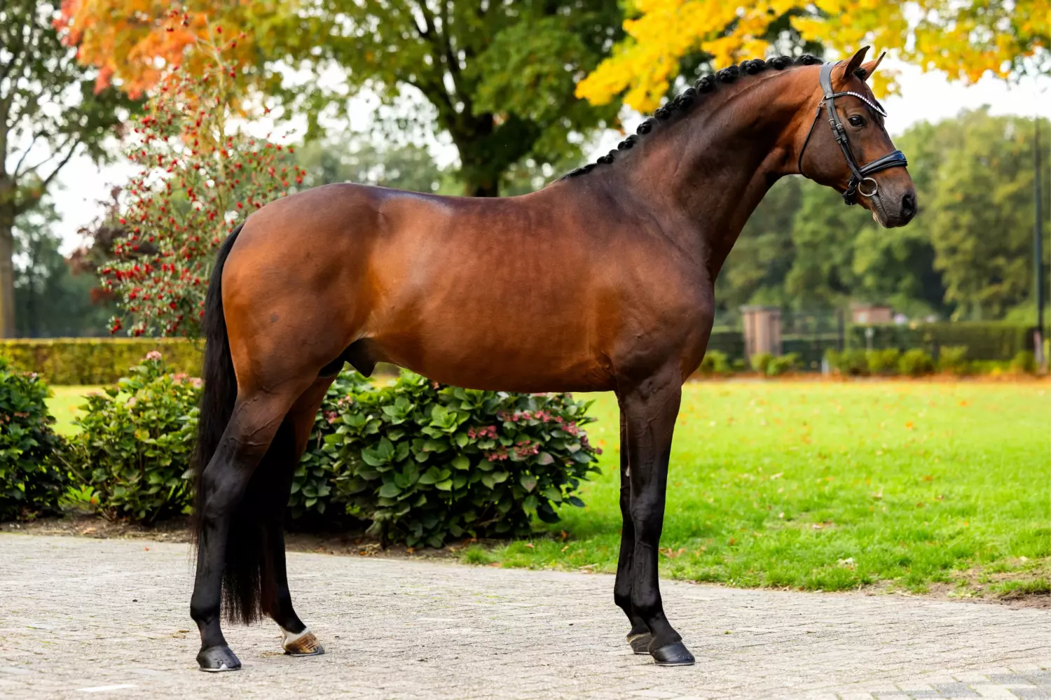 Ontwerp zonder titel 39 1