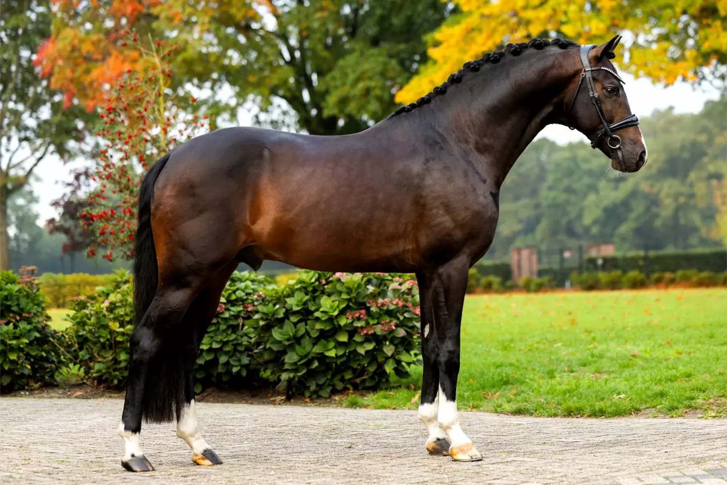 Ontwerp zonder titel 54 1