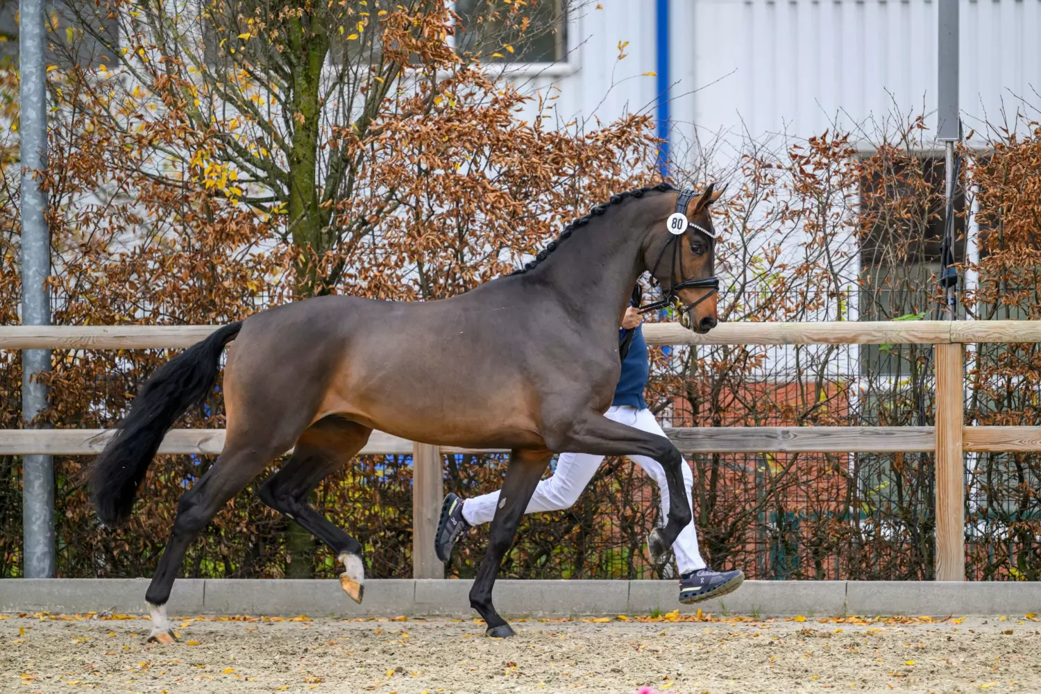 Ontwerp zonder titel 55 1