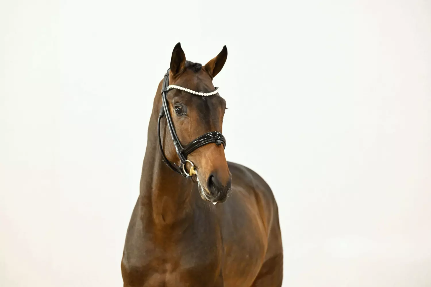 Ontwerp zonder titel 56 1