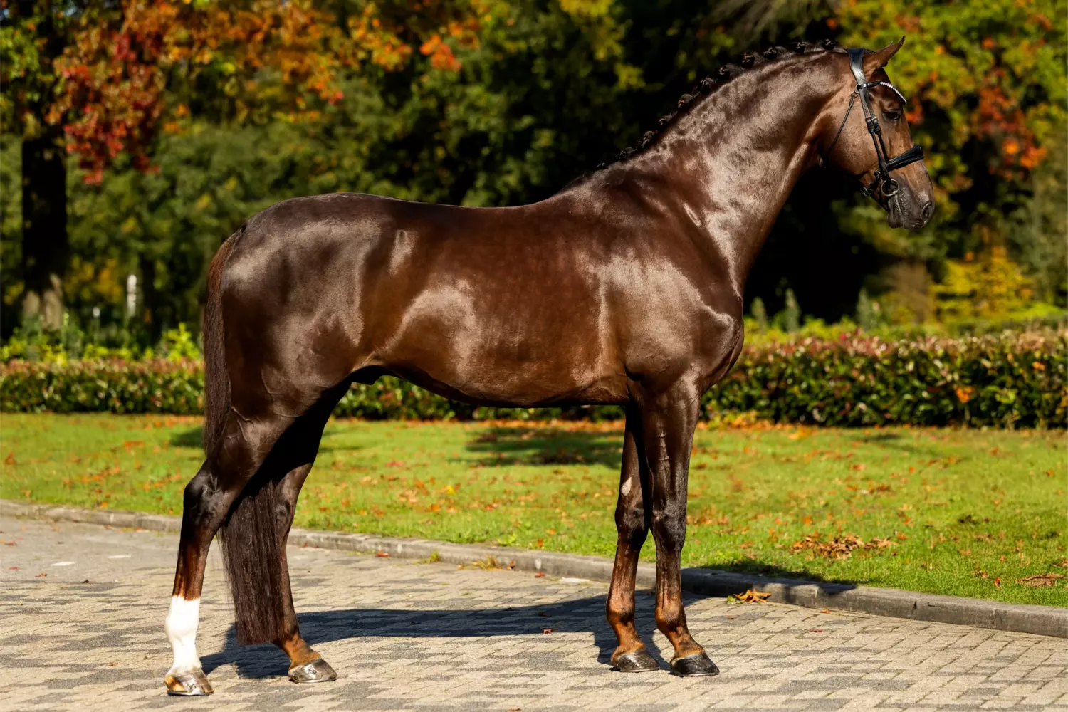 Ontwerp zonder titel 60 1