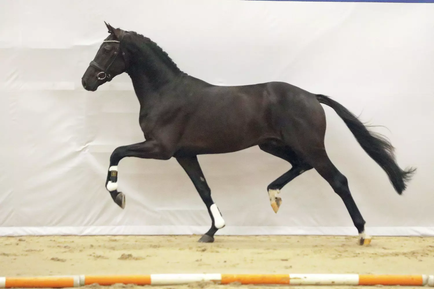 Ontwerp zonder titel 69 1