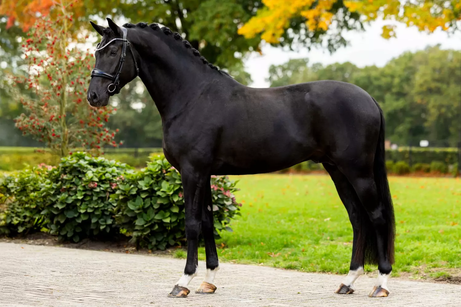 Ontwerp zonder titel 74 1