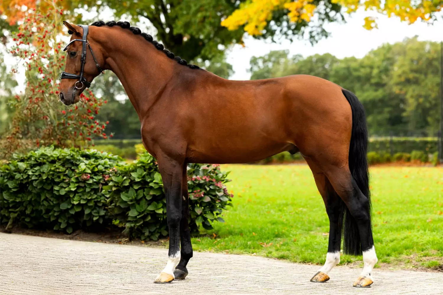 Ontwerp zonder titel 76 1