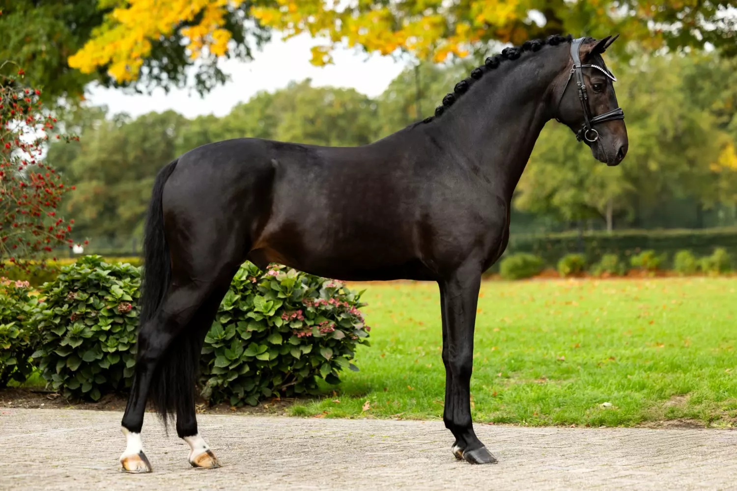 Ontwerp zonder titel 84 1