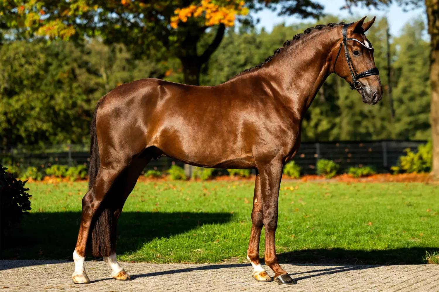 Ontwerp zonder titel 86 1