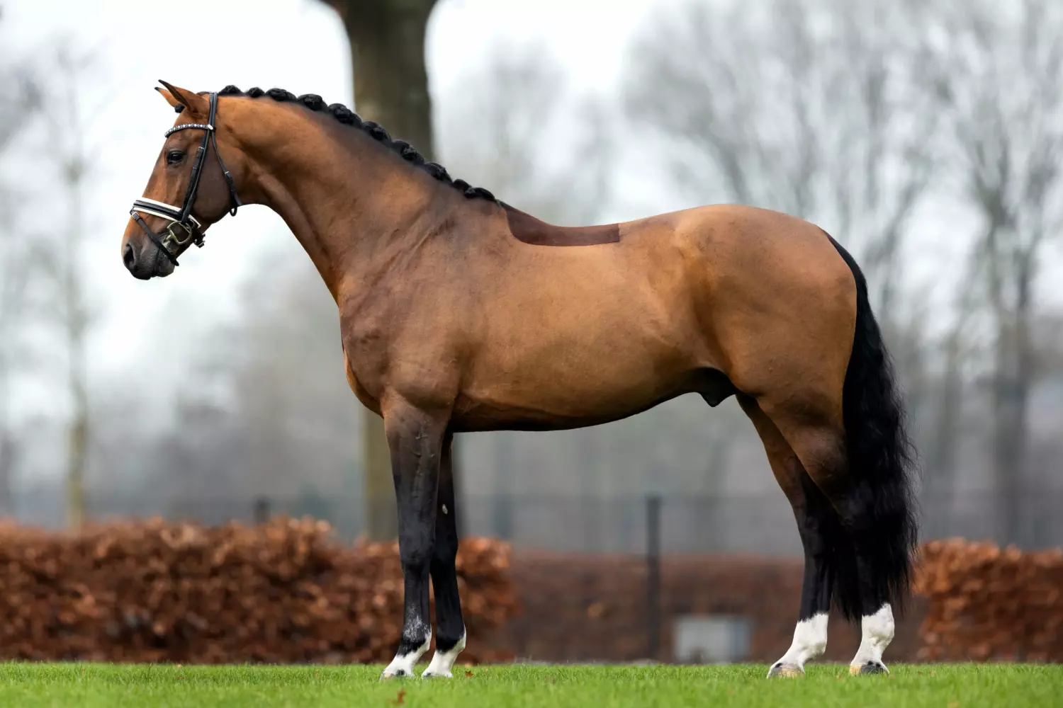 Ontwerp zonder titel 98 1