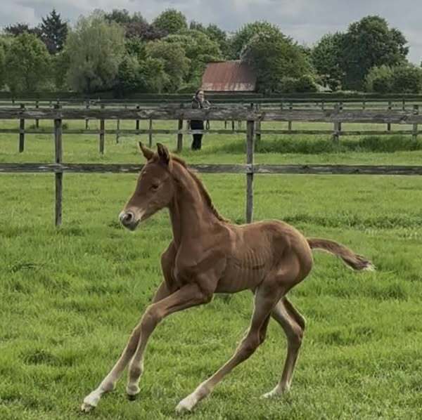Mauro x Desperado x Apache Henriette Soethout