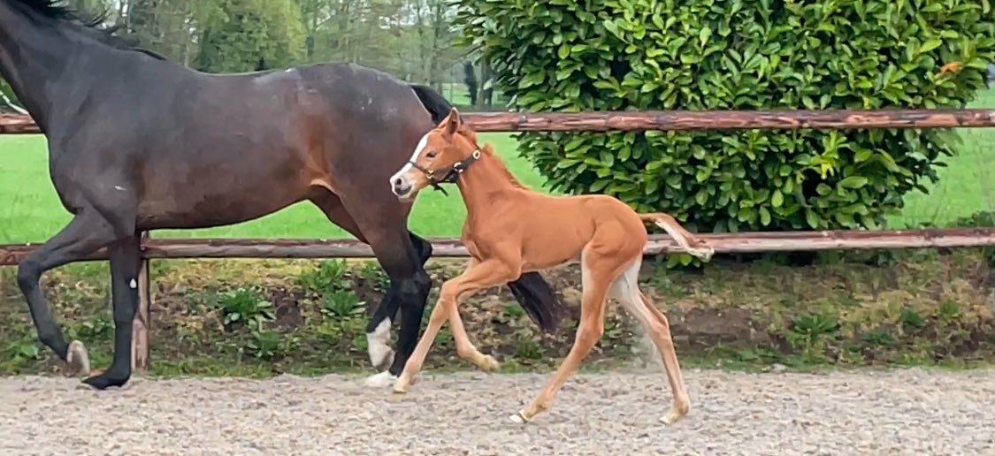 Mauro x Ferdinand Linda Buunk 1