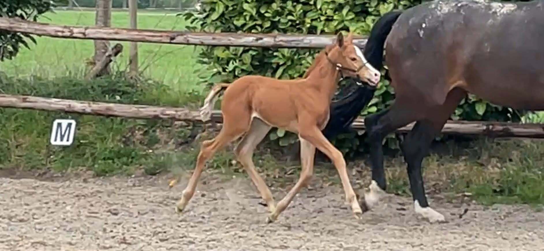 Mauro x Ferdinand Linda Buunk