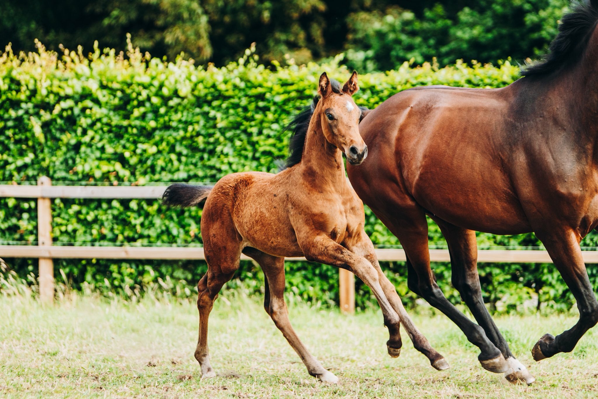 Mauro x Governor x Sir Sinclaire Charlotte Kemperink 1