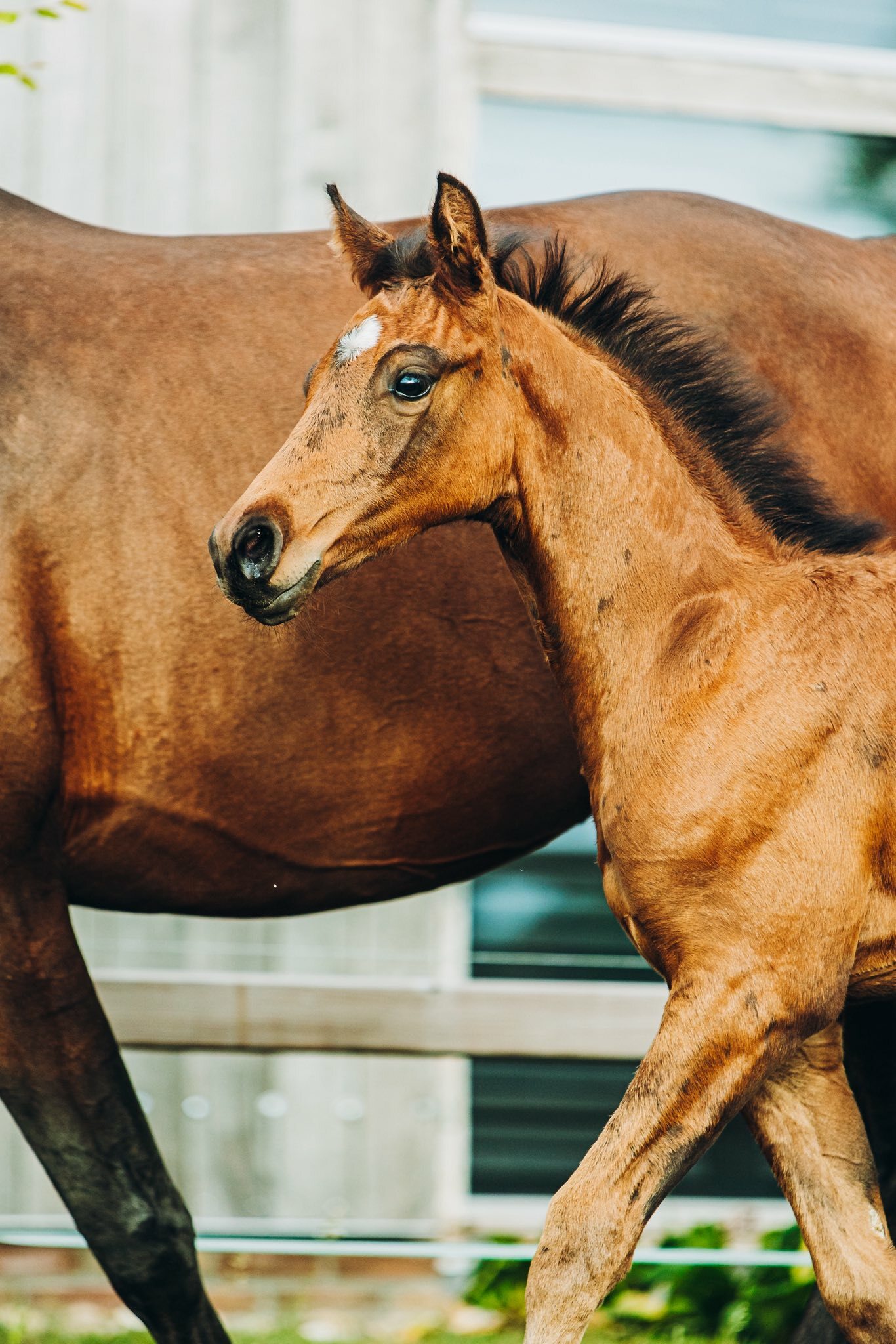 Mauro x Governor x Sir Sinclaire Charlotte Kemperink 2