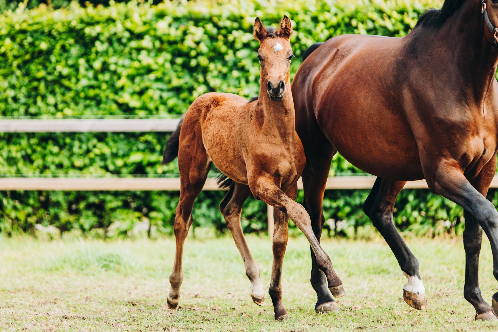 Mauro x Governor x Sir Sinclaire Charlotte Kemperink 3