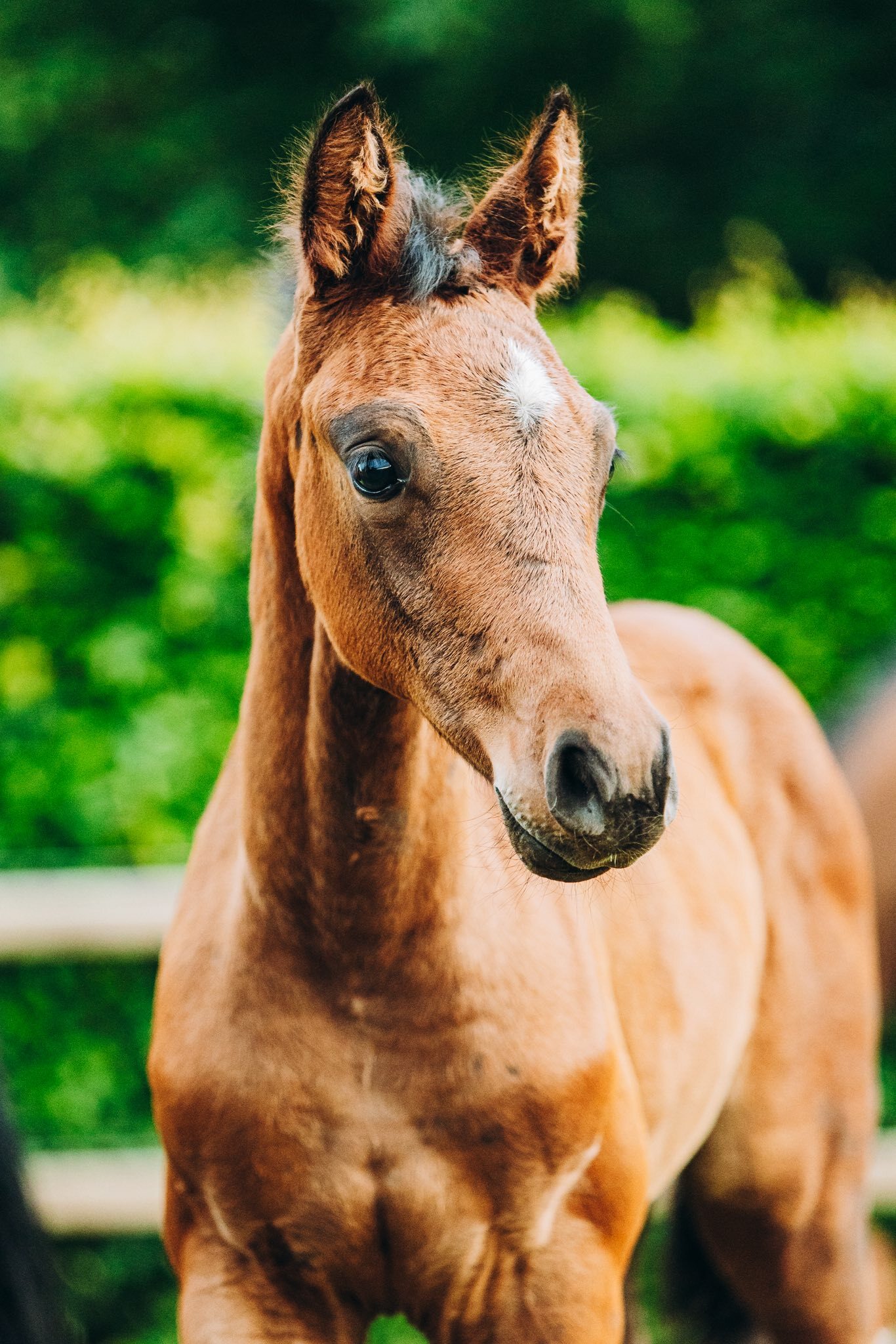 Mauro x Governor x Sir Sinclaire Charlotte Kemperink 4