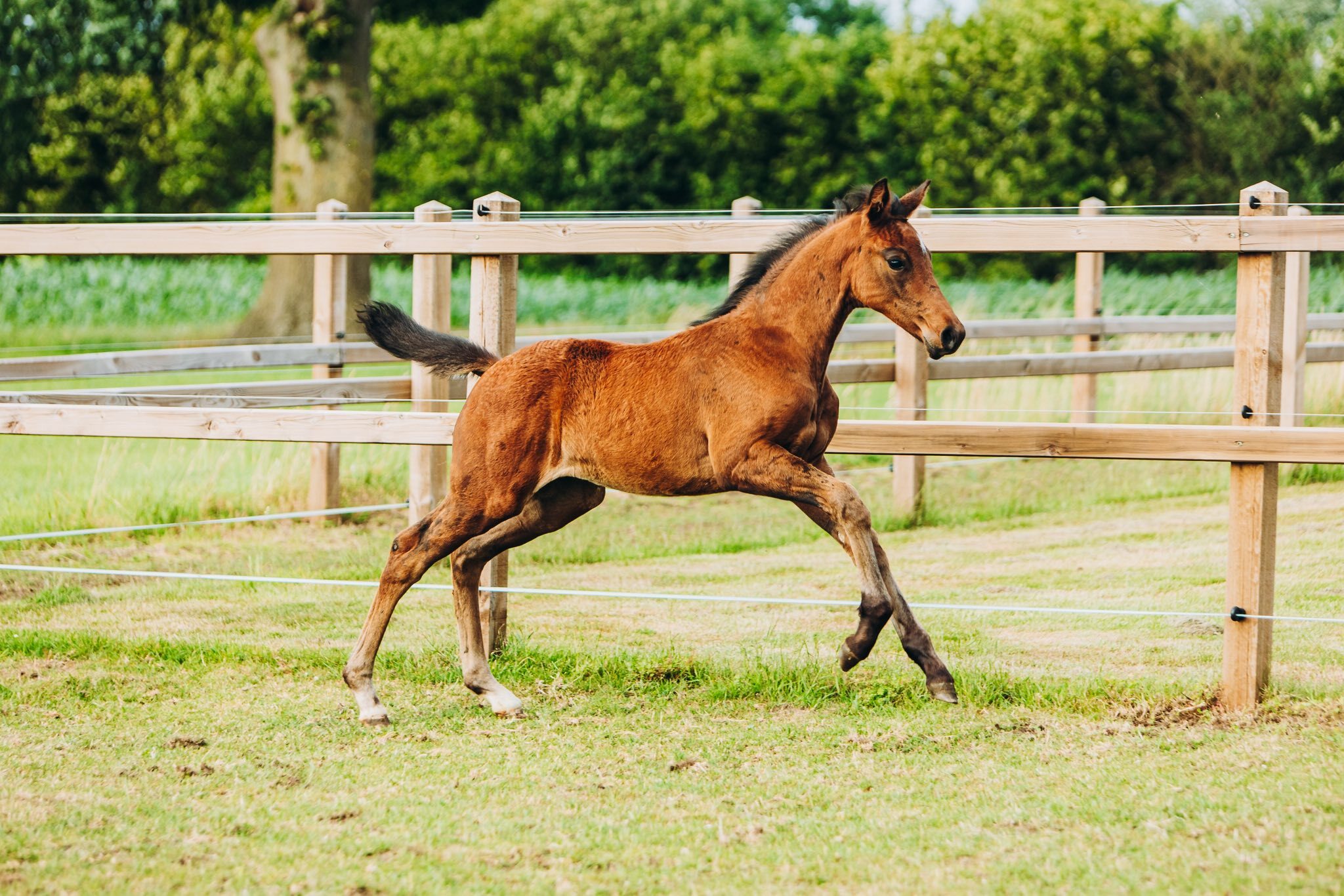 Mauro x Governor x Sir Sinclaire Charlotte Kemperink 5