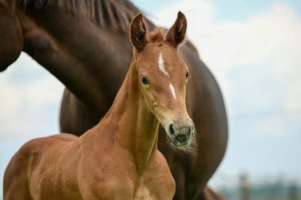 Mauro x Sjengis Khan x Montecristo x Nurprimus Hoeve Noordenwind 1