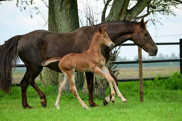 Mauro x Sjengis Khan x Montecristo x Nurprimus Hoeve Noordenwind 2