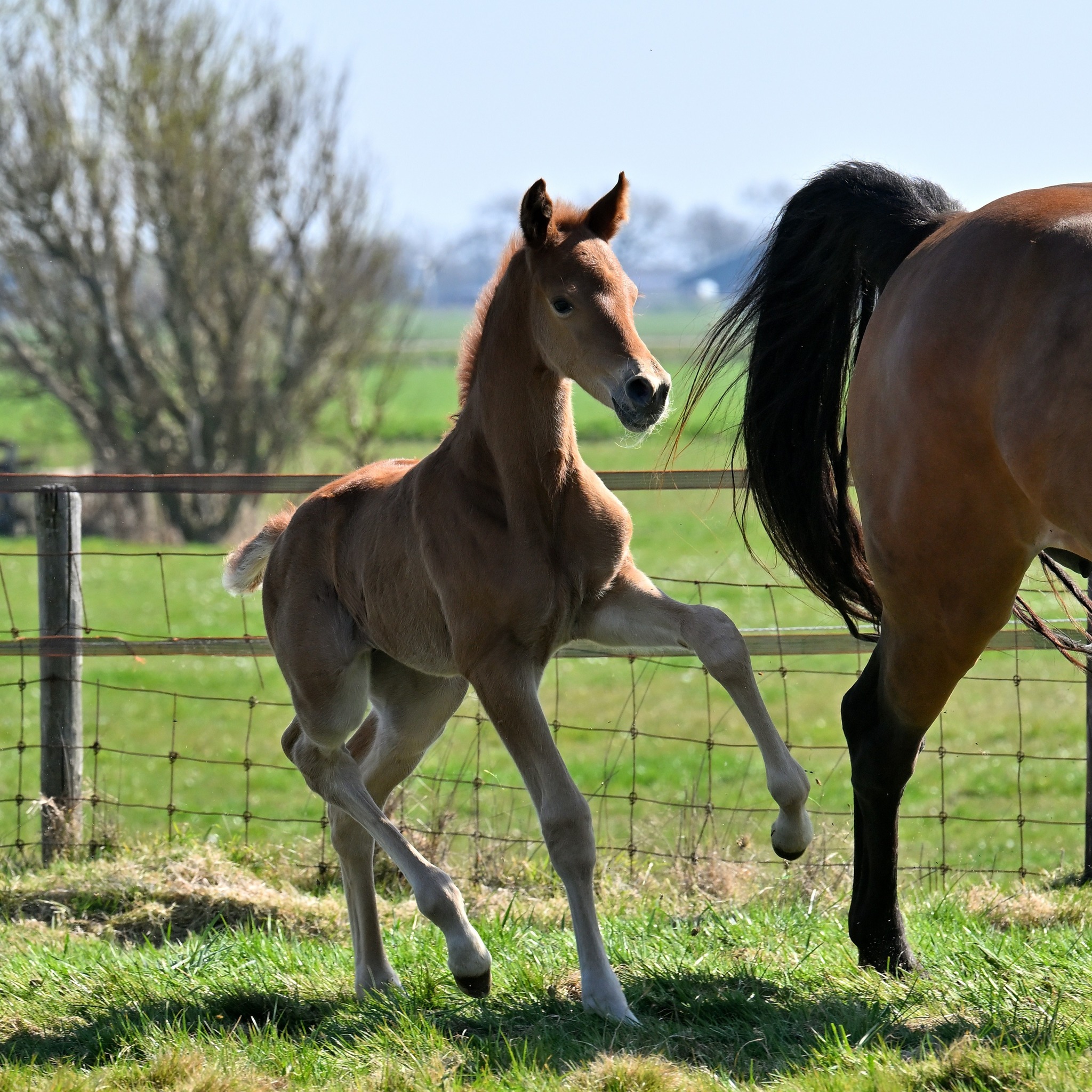 Mc Laren x Apache Priscilla Noorlander Cees Kikkert 1