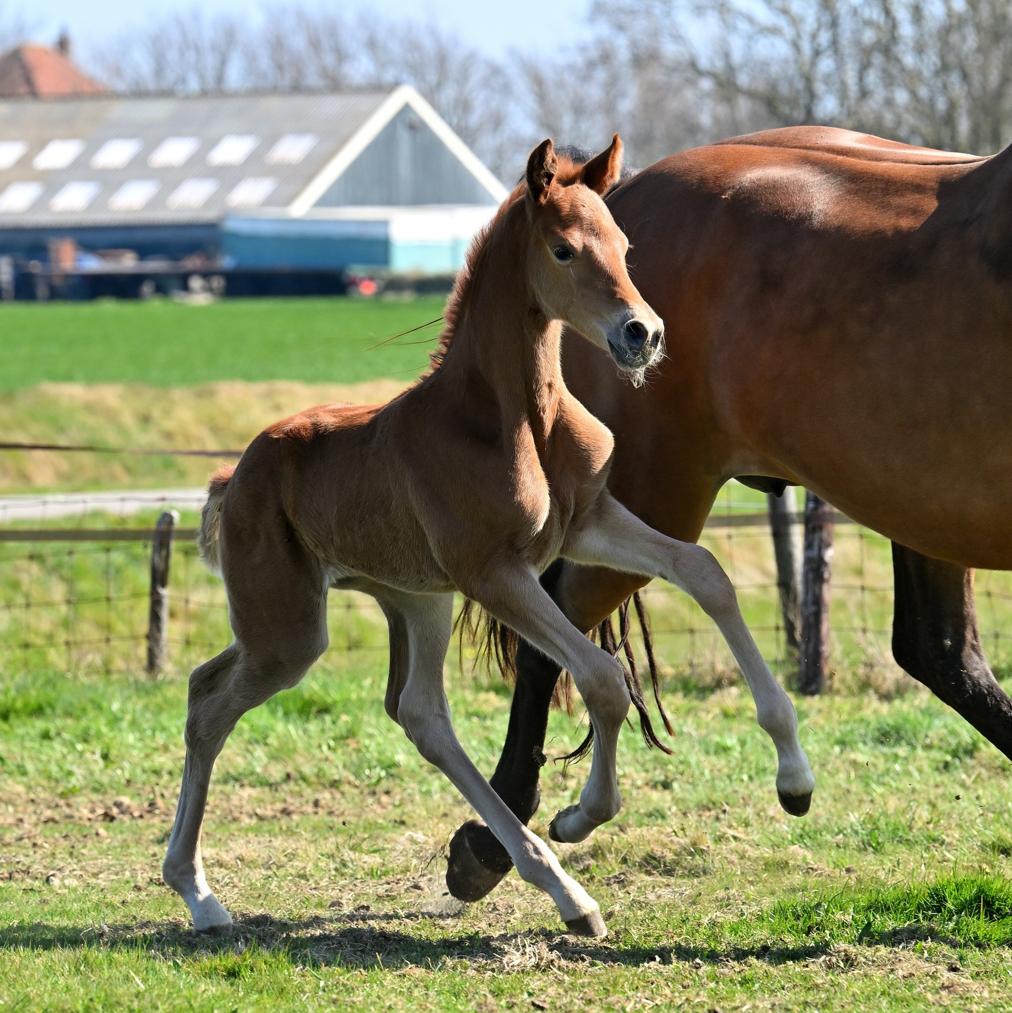 Mc Laren x Apache Priscilla Noorlander Cees Kikkert
