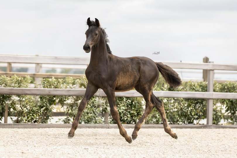Mc Laren x Apache x Ferro Esmae Minne Novum Mane Lux Stables 1